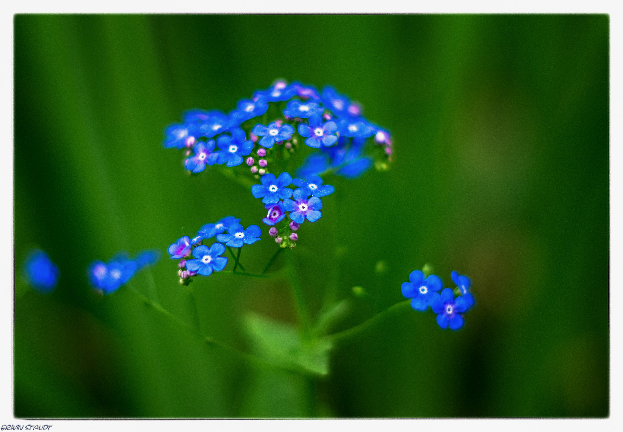 Pentax K-x + Pentax smc DA 50mm F1.8 sample photo. Blue photography