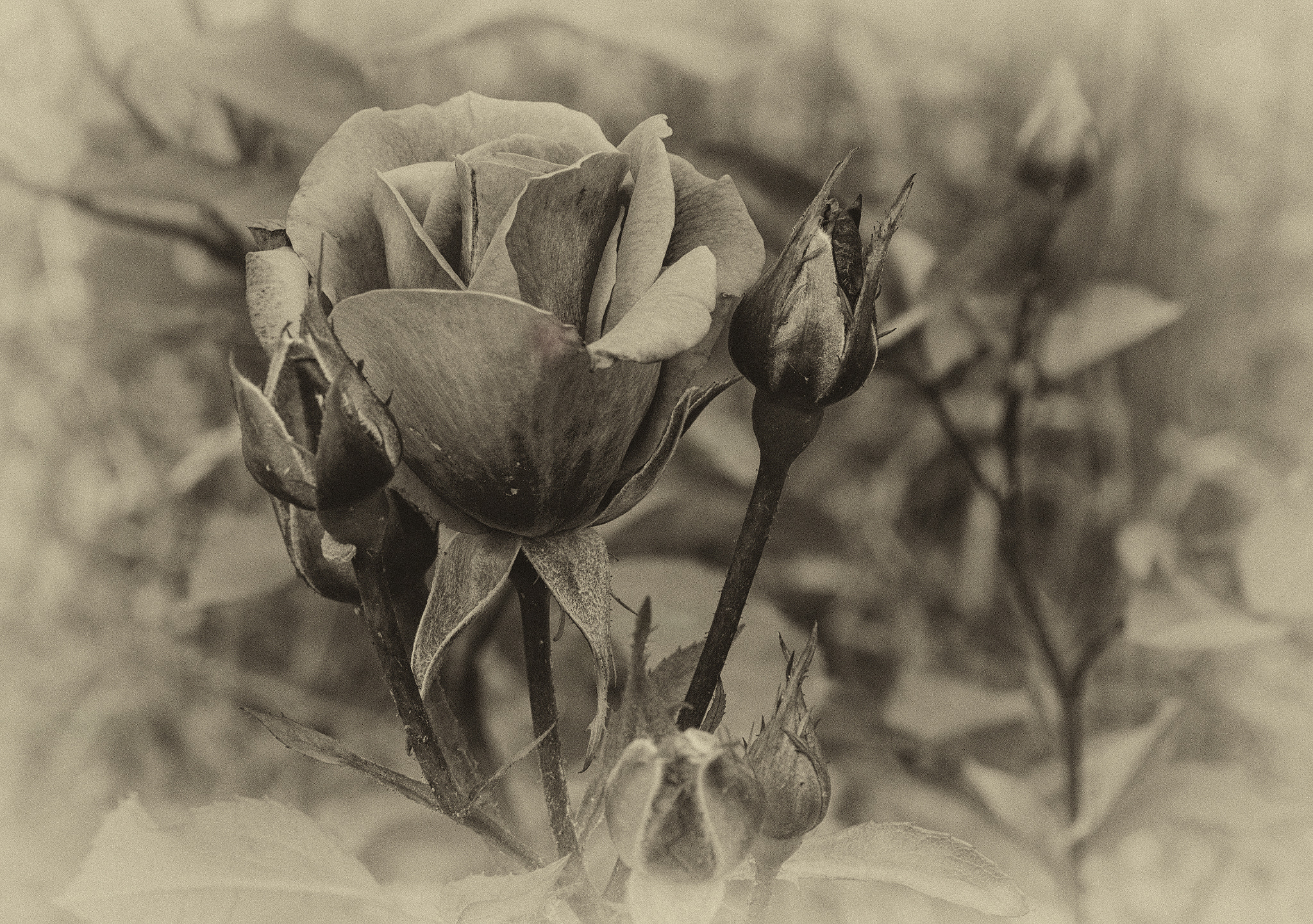 Canon EF 28-90mm f/4-5.6 sample photo. Rose photography