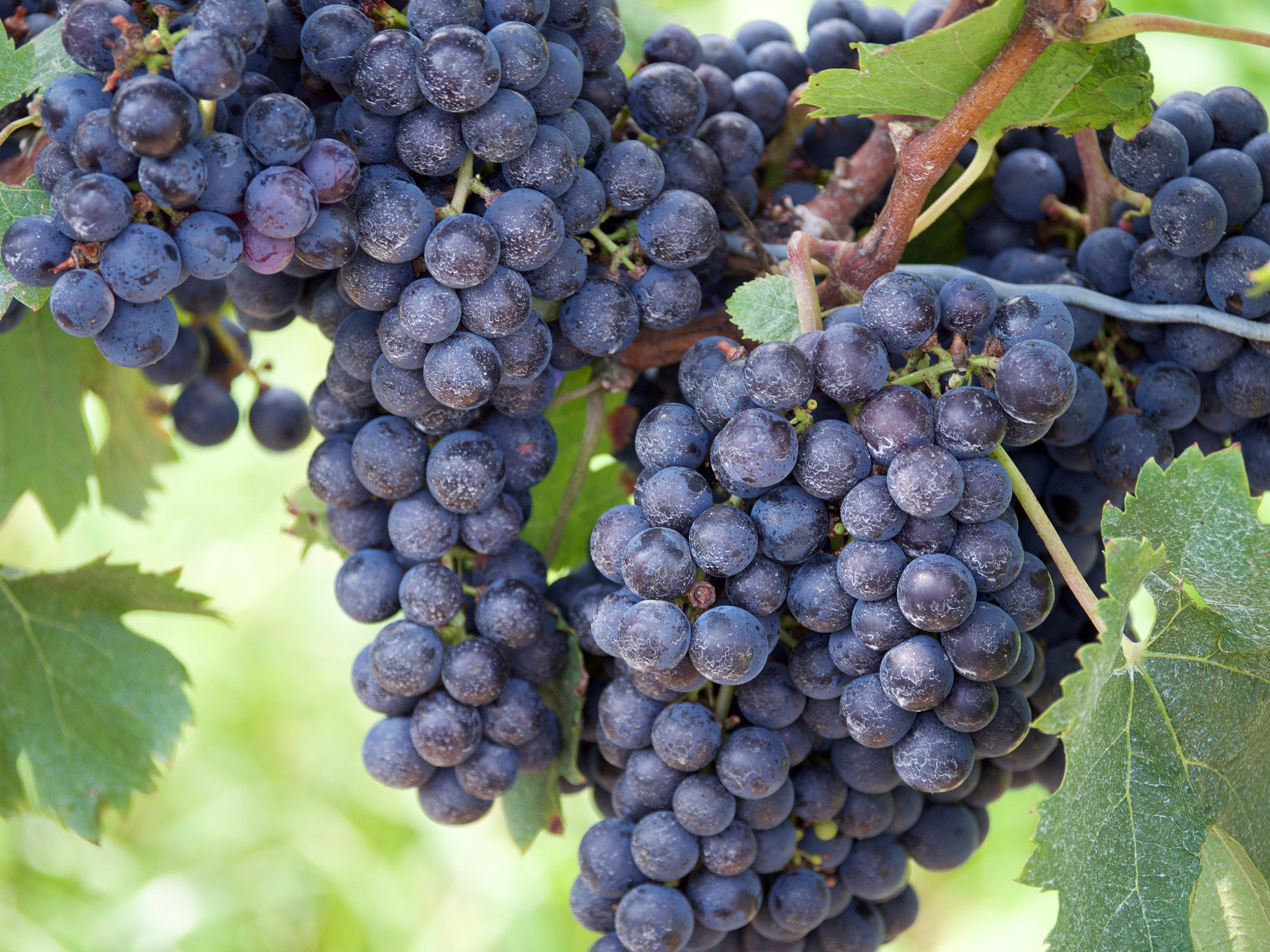 Olympus PEN E-PL5 sample photo. Grapes photography