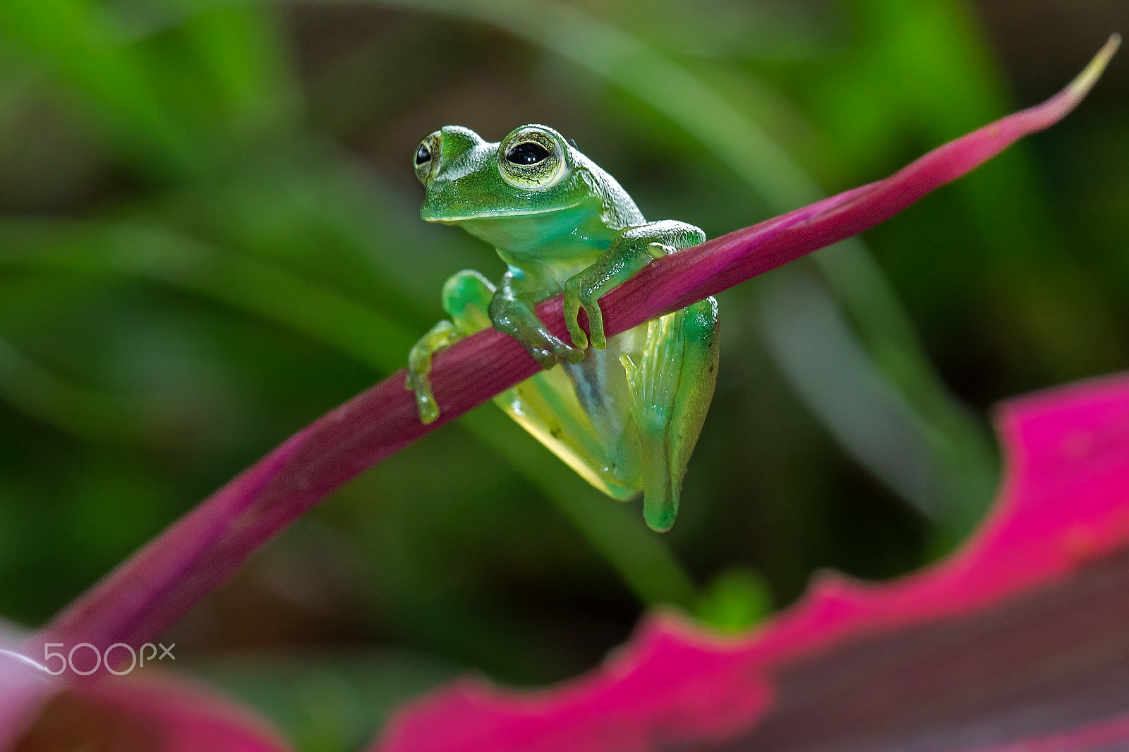 Canon EF 180mm F3.5L Macro USM sample photo. Granular glass frog photography