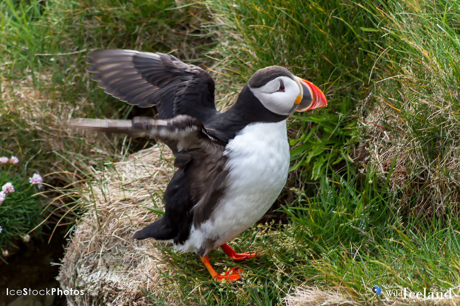 Canon EF 75-300mm f/4-5.6 USM sample photo. Discover wild iceland like our puffins at látrabjarg, westf photography
