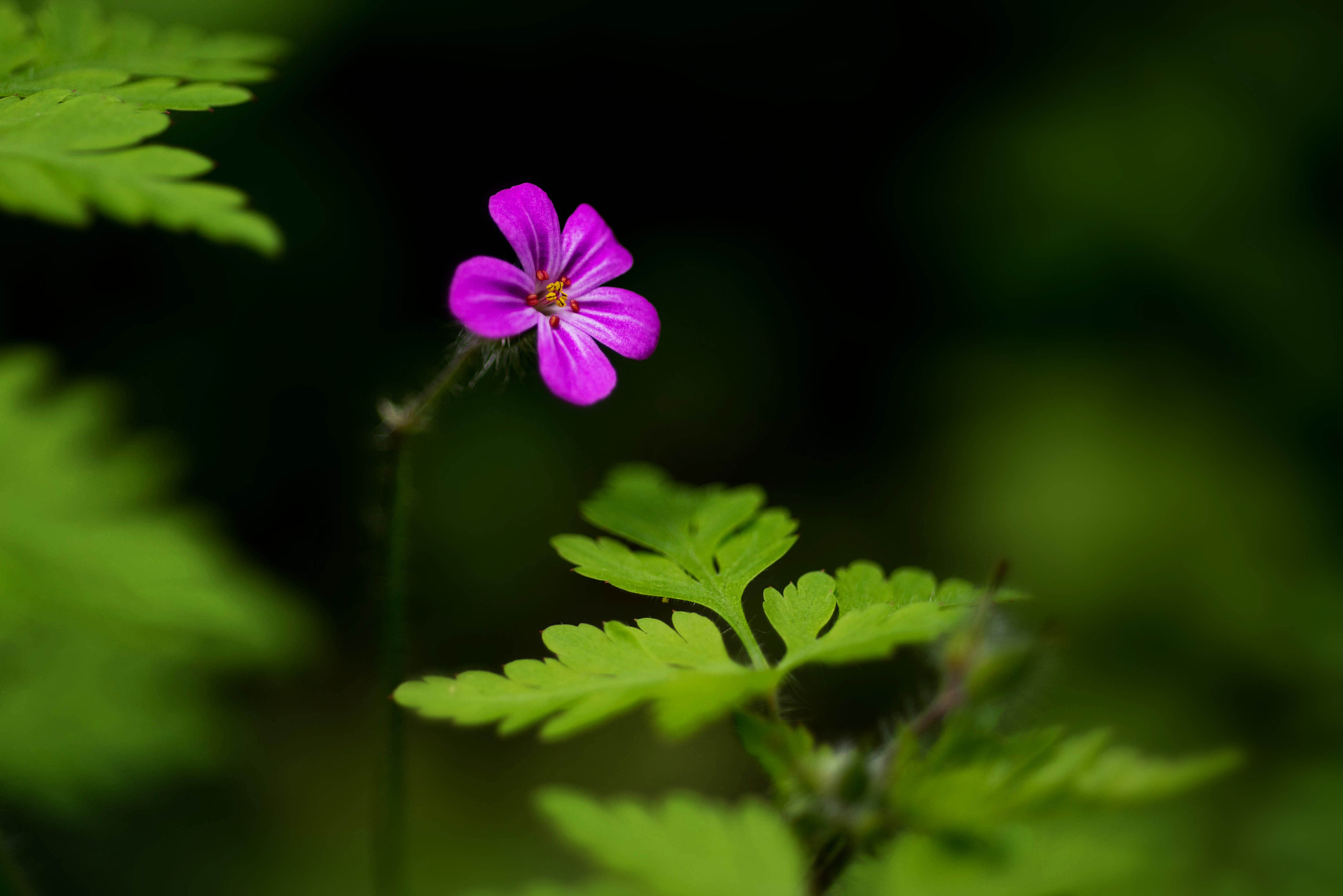 Nikon D610 + Nikon AF Micro-Nikkor 60mm F2.8D sample photo. Delicate photography