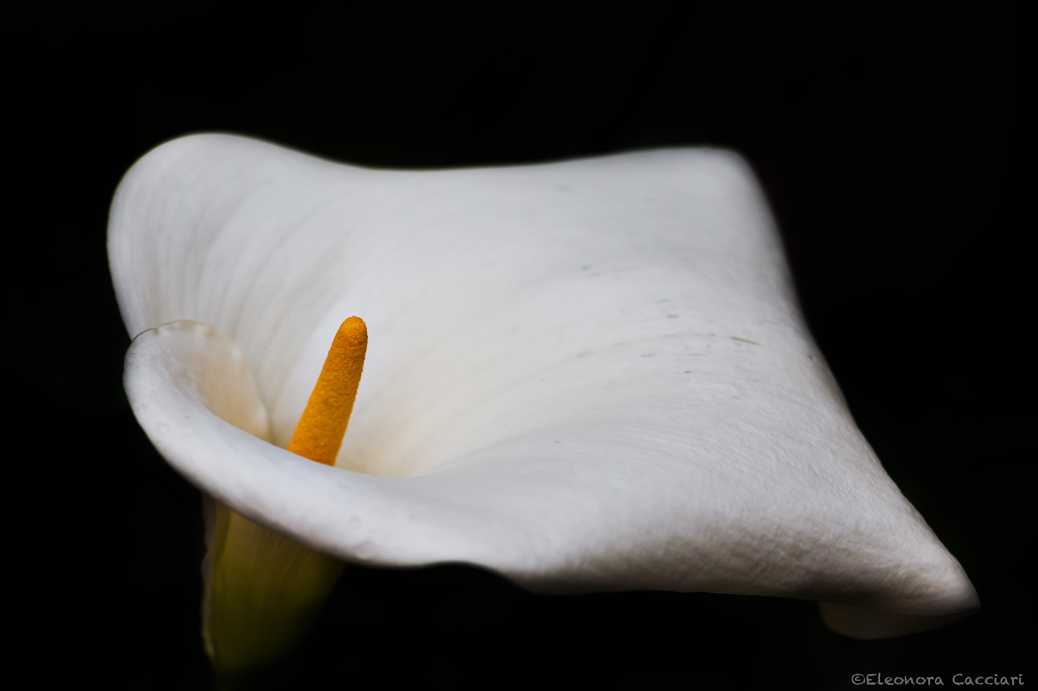 Canon EF-S 18-135mm F3.5-5.6 IS STM sample photo. Calla photography