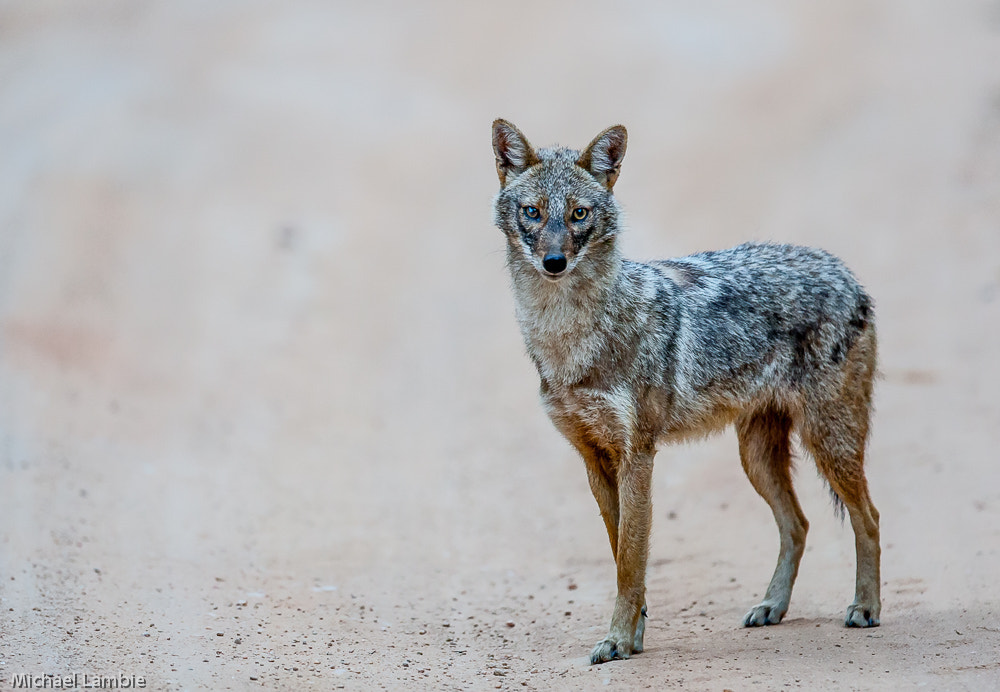 Canon EF 400mm F2.8L IS USM sample photo. Morning visitor photography