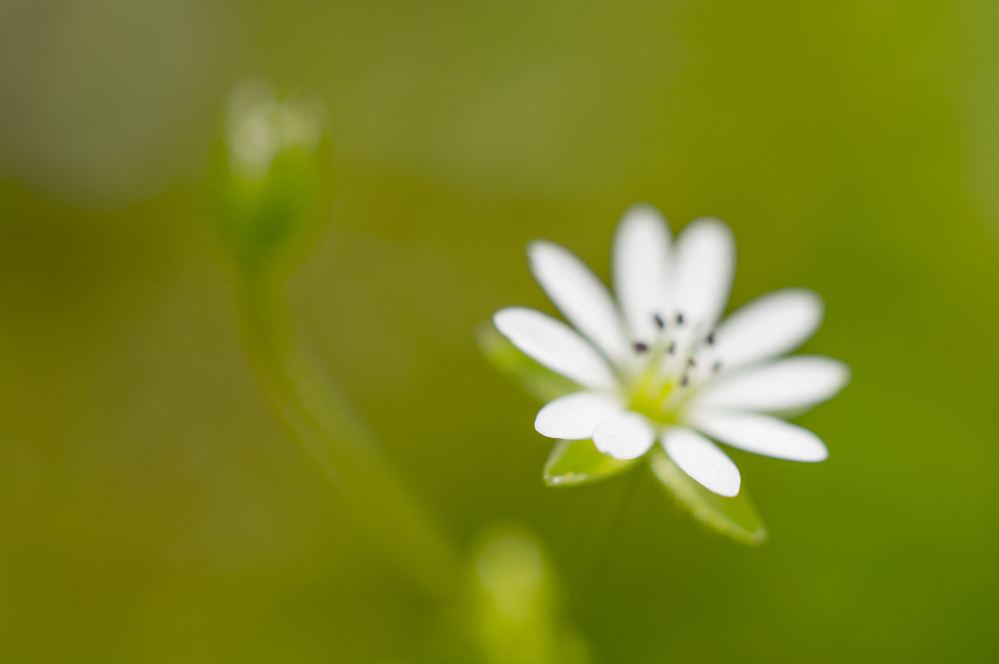 Pentax K-3 sample photo. Chickweed photography