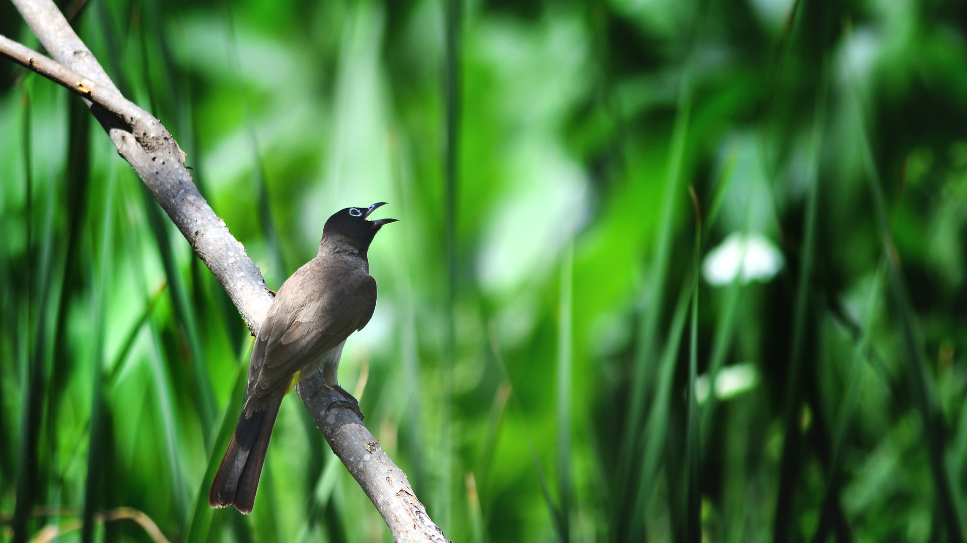 Nikon D7100 + Tamron SP 35mm F1.8 Di VC USD sample photo. White-spectacled bulbul photography