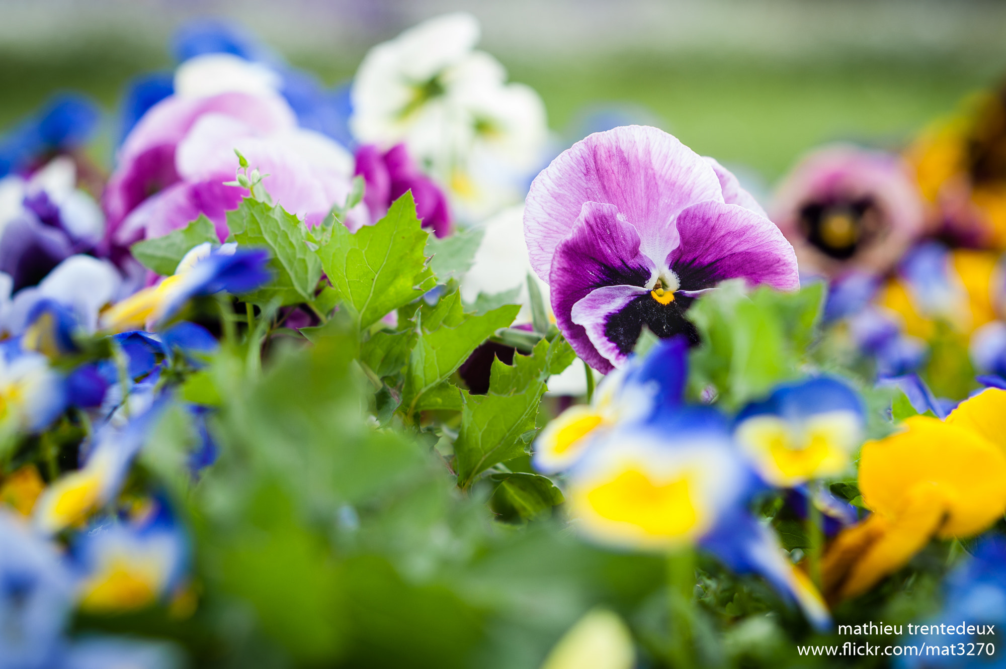 Nikon D700 + AF Nikkor 85mm f/1.8 sample photo. Jardin des plantes photography