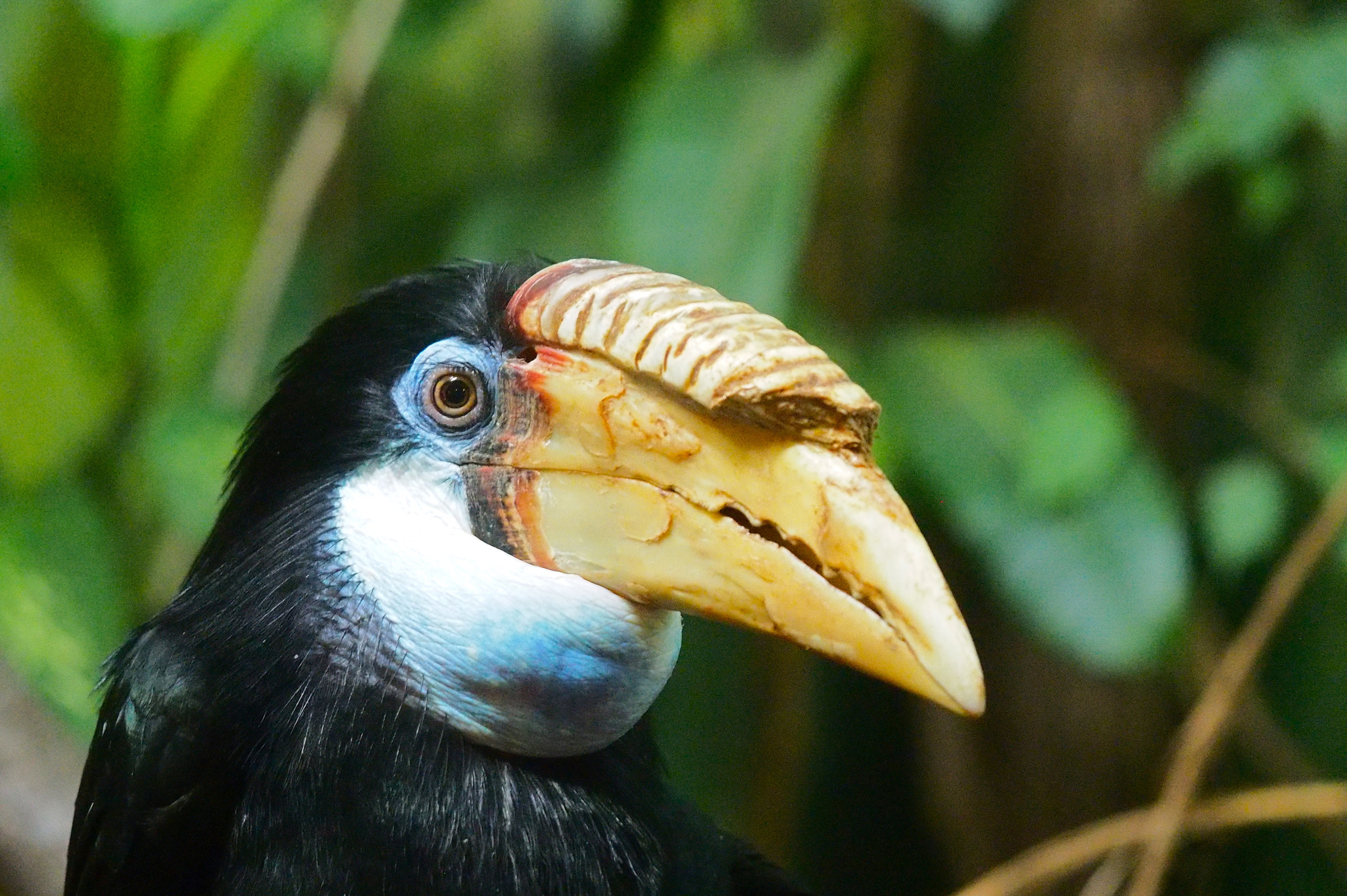 Olympus PEN E-PL7 sample photo. Hornbill photography