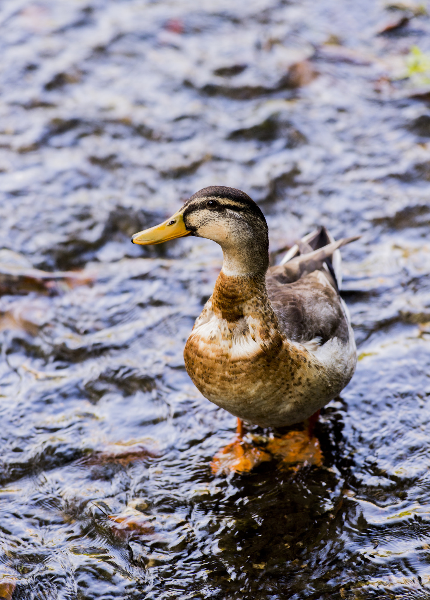 Nikon AF-S Nikkor 300mm F2.8G ED VR II sample photo. Duck!!duck!! photography