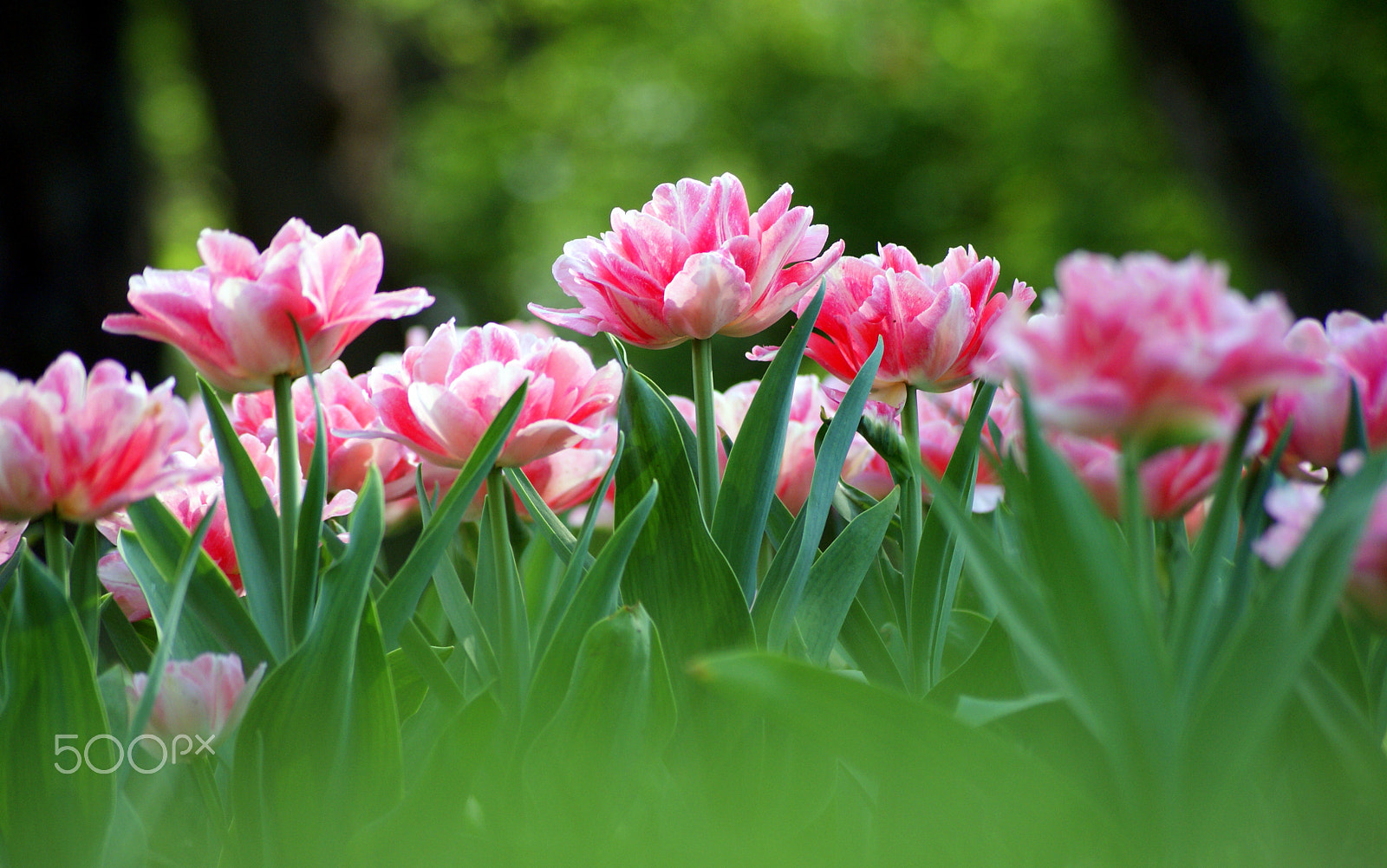 Sony Alpha DSLR-A300 + Sony DT 55-200mm F4-5.6 SAM sample photo. Tulips photography