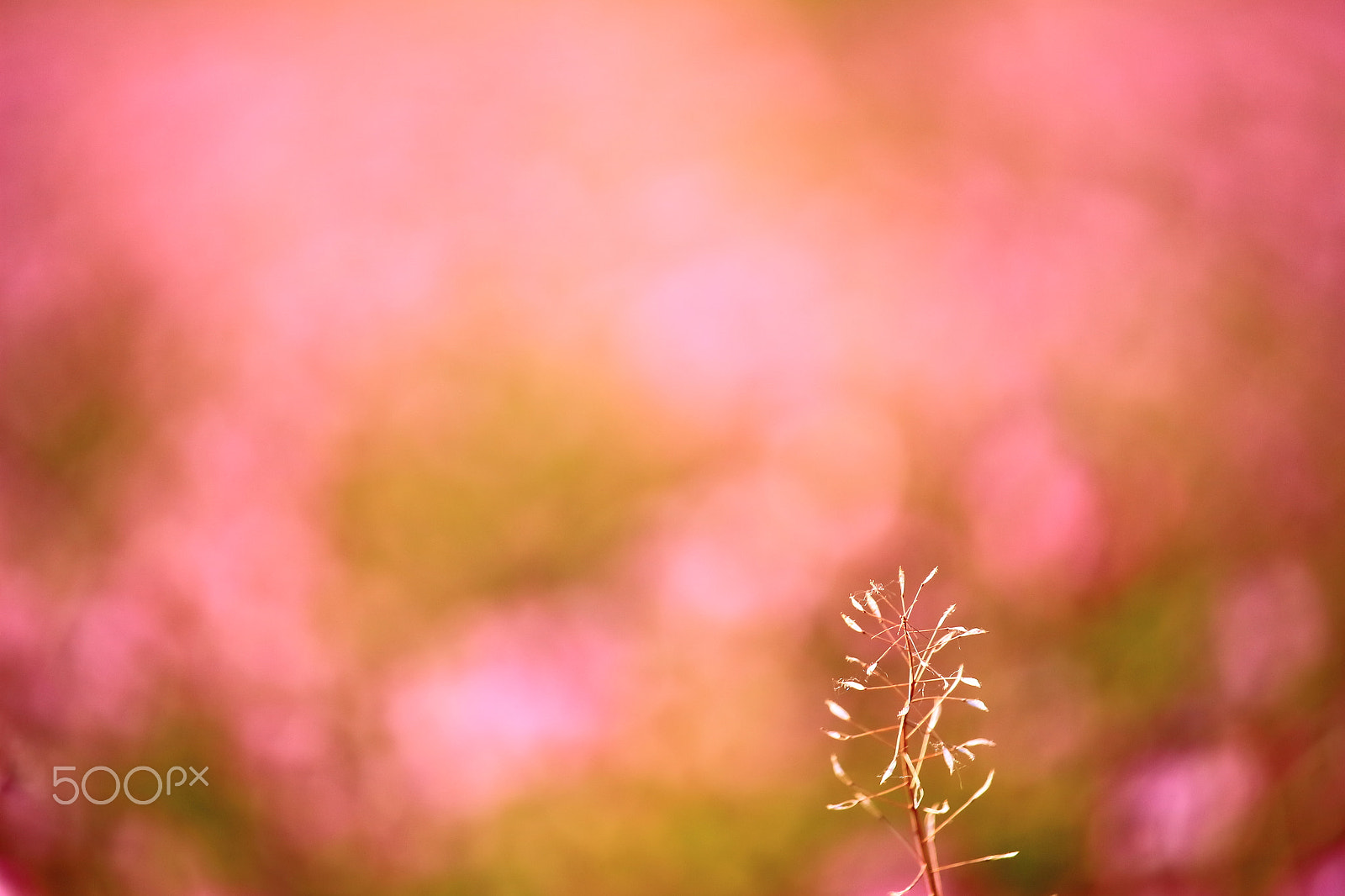 Canon EOS 700D (EOS Rebel T5i / EOS Kiss X7i) sample photo. Lotus field, bokeh photography