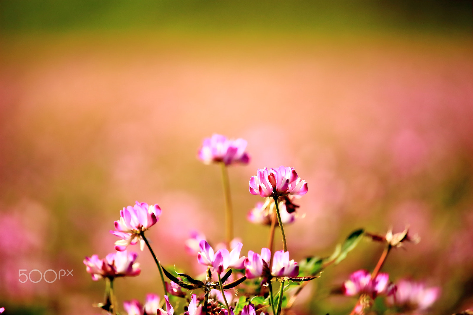 Canon EOS 700D (EOS Rebel T5i / EOS Kiss X7i) sample photo. Lotus field, bokeh photography