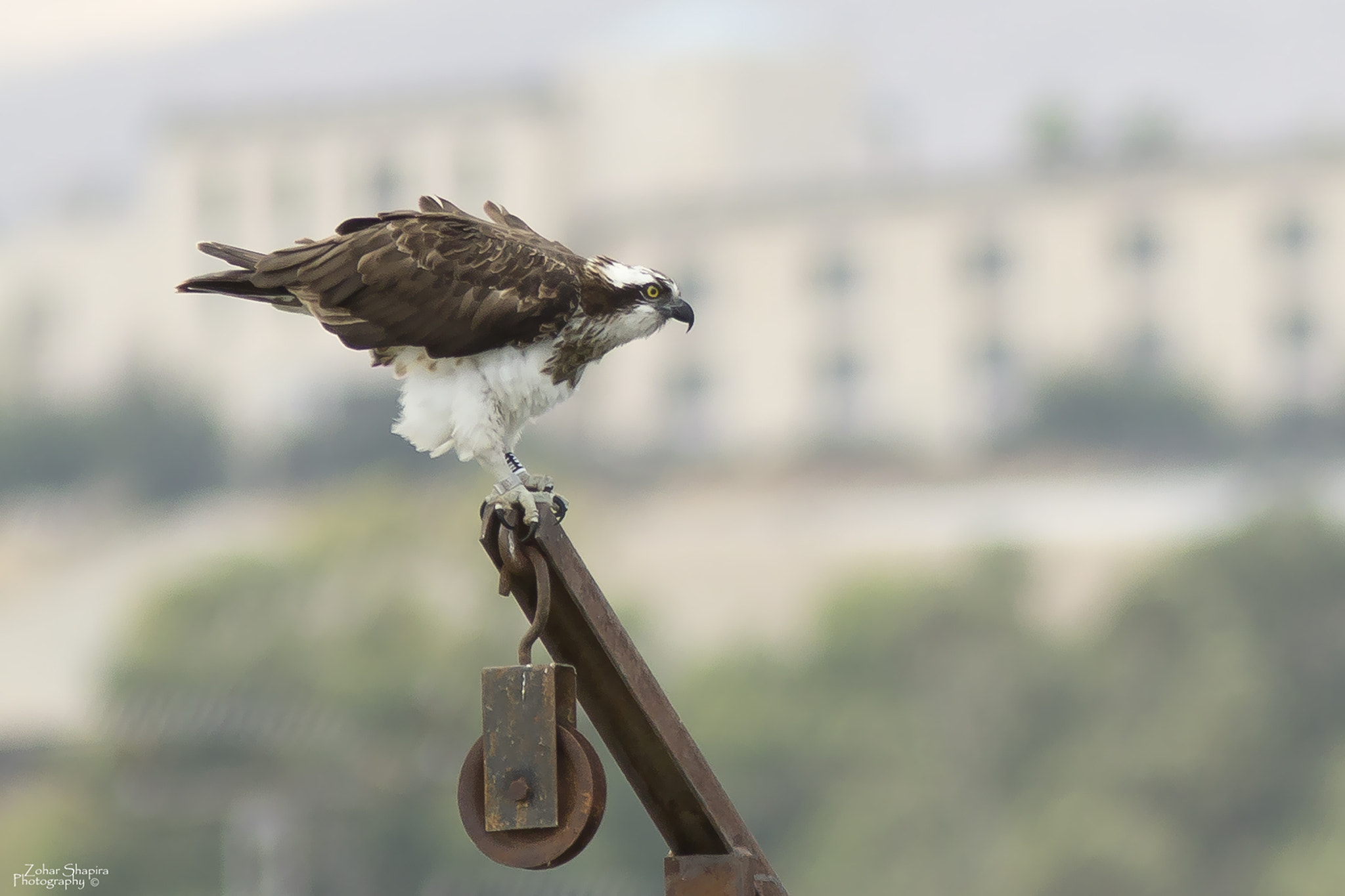 Canon EF 300mm F4L IS USM sample photo. Bird photography