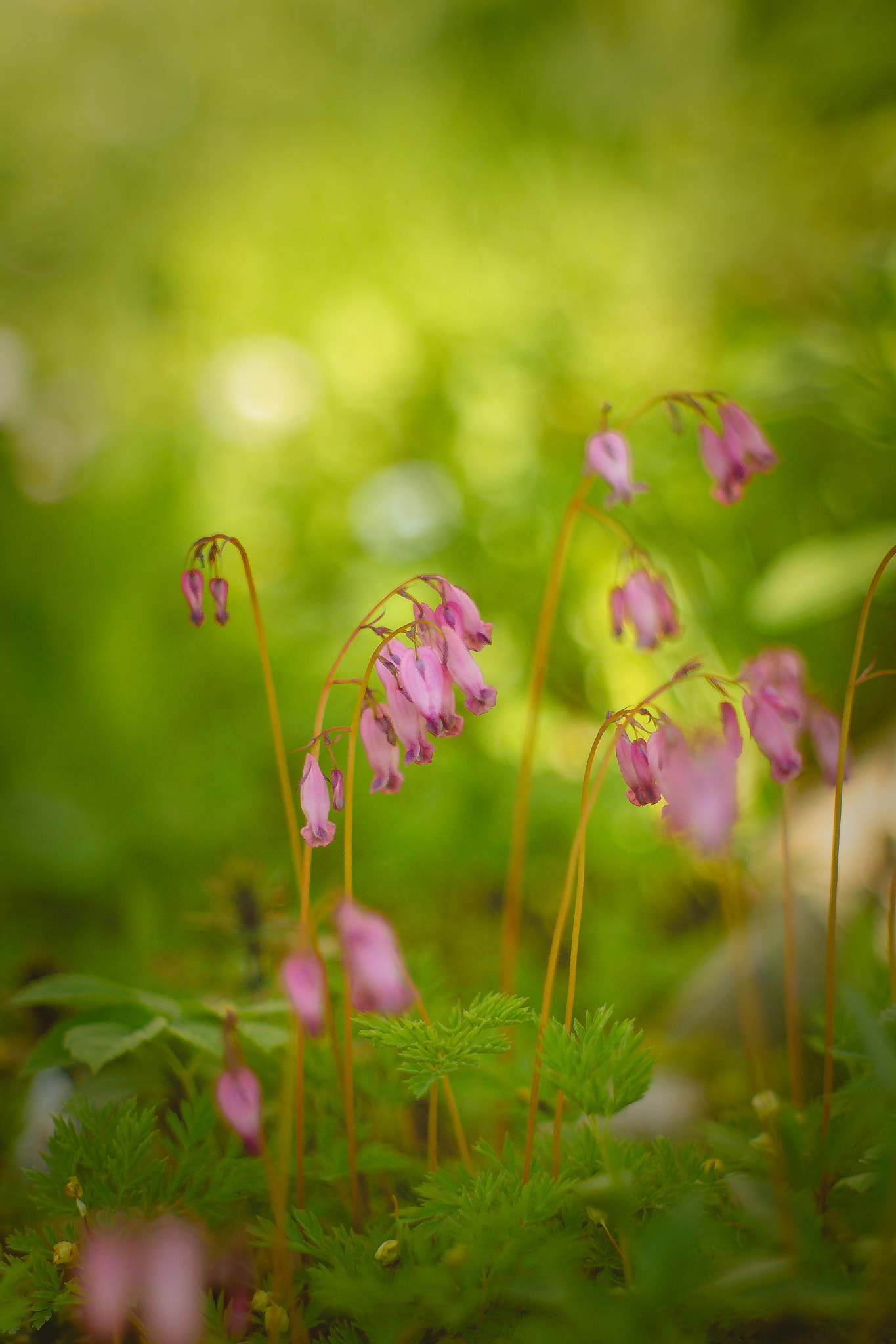 Canon EF 35-80mm f/4-5.6 sample photo