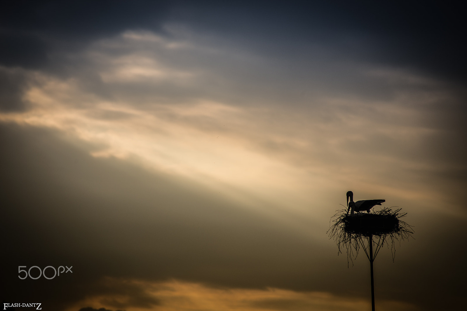 Canon EOS 6D + Canon EF 70-210mm f/4 sample photo. Elsassian storks photography