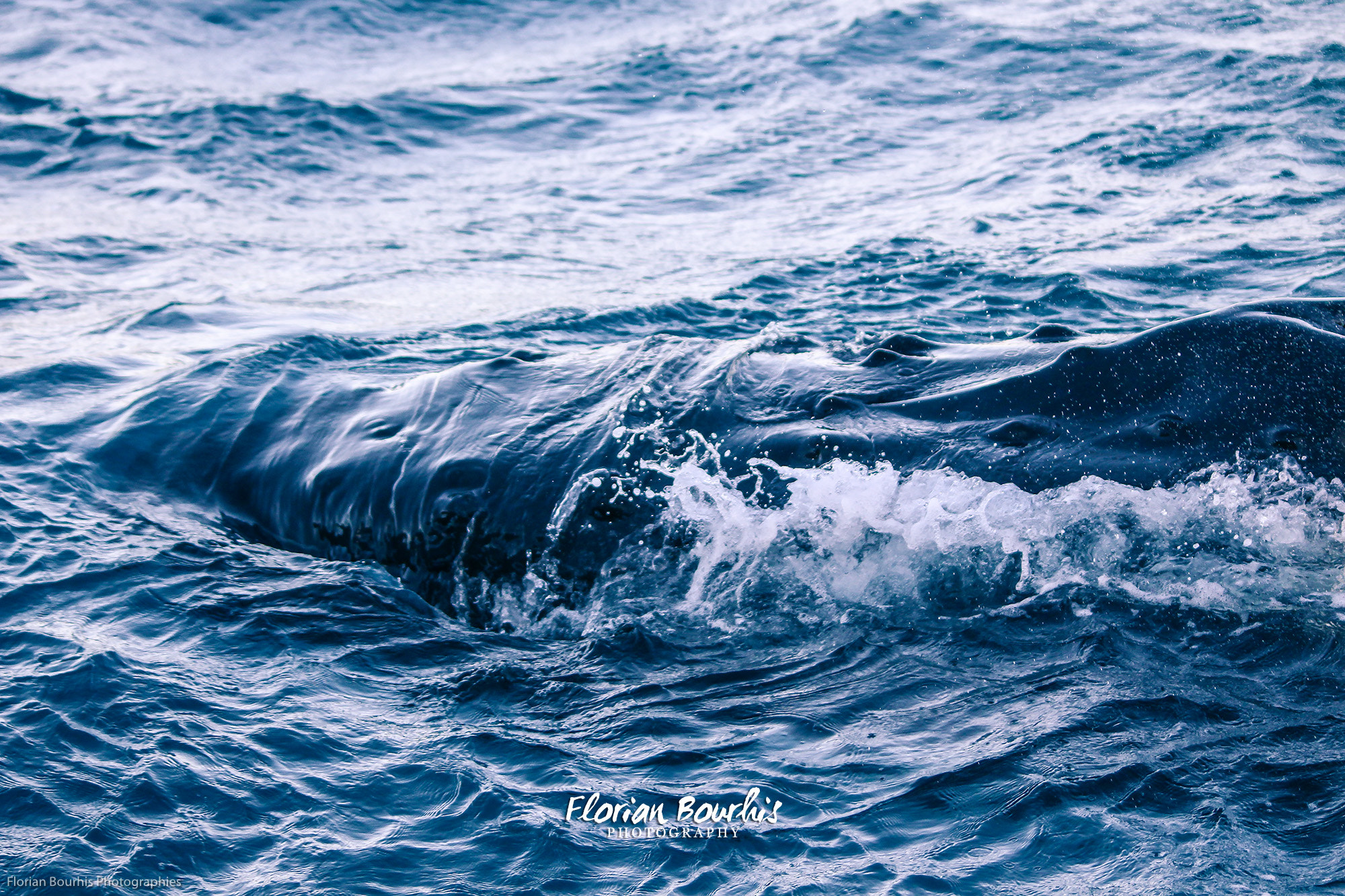 Sigma 70-300mm F4-5.6 APO DG Macro sample photo. Humpback whale - australia photography