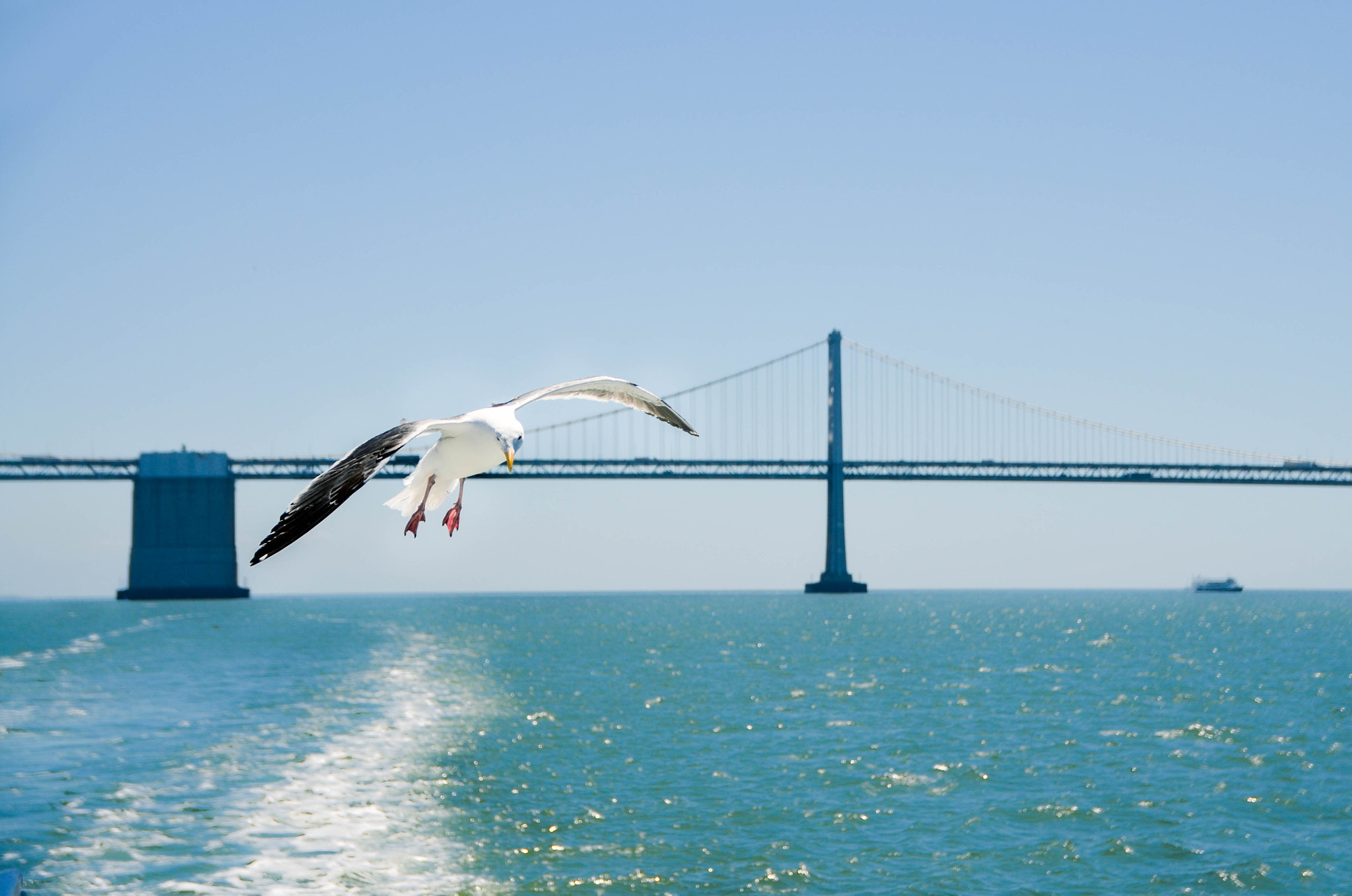 Nikon D5100 + Nikon PC-E Nikkor 24mm F3.5D ED Tilt-Shift sample photo. Bay cruise visitor photography