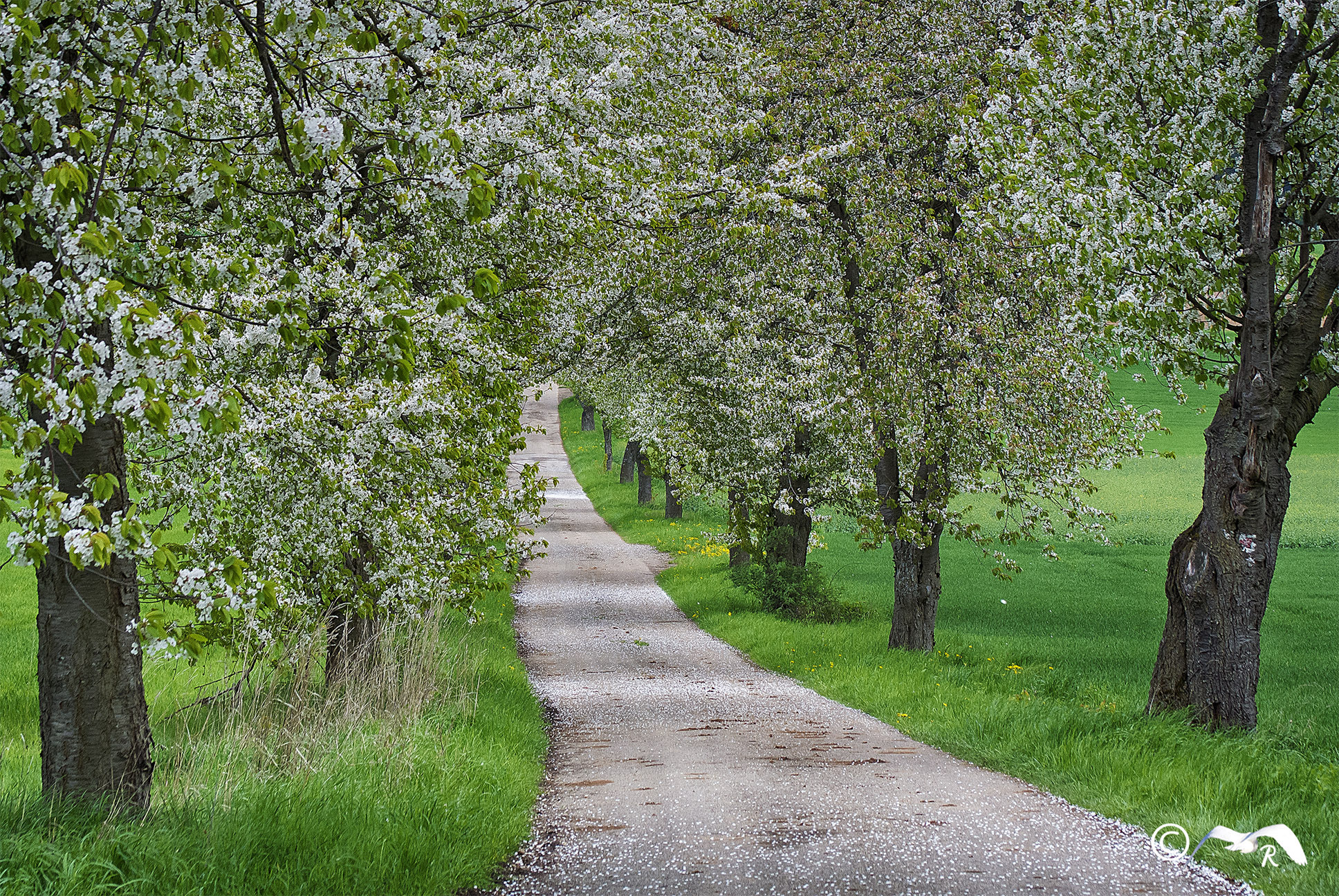 Nikon 1 V1 + VR 55-200mm f/4-5.6G sample photo. Spring photography