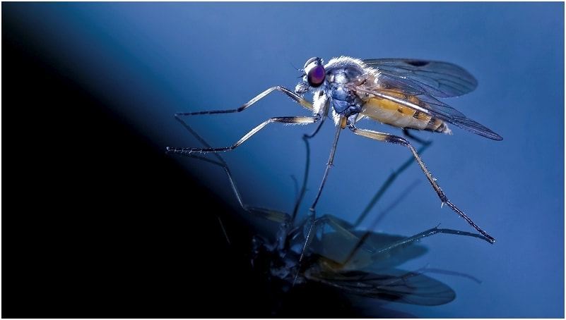Canon EF 100mm F2.8 Macro USM sample photo. Mosquito photography