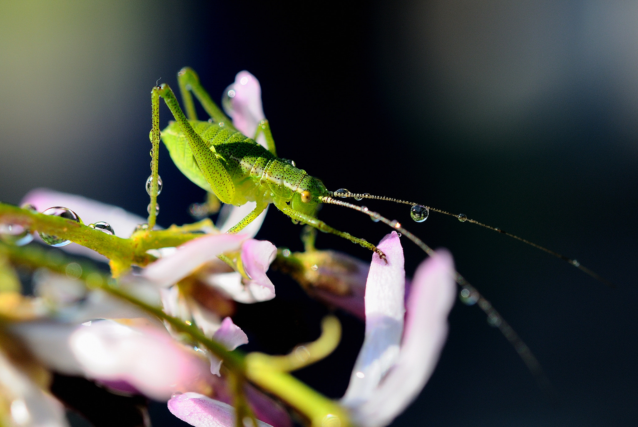 Nikon AF-S Micro-Nikkor 60mm F2.8G ED sample photo. Grillo con gocce photography
