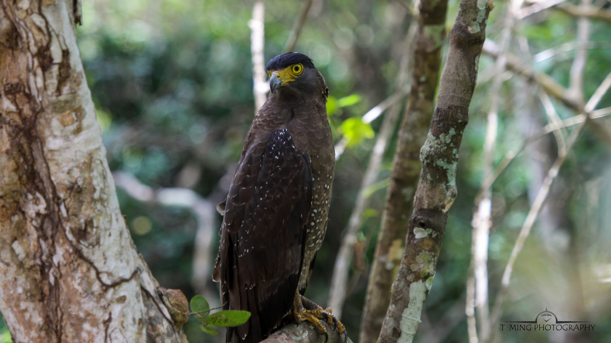 Canon EF 100-400mm F4.5-5.6L IS USM sample photo. Eagle photography