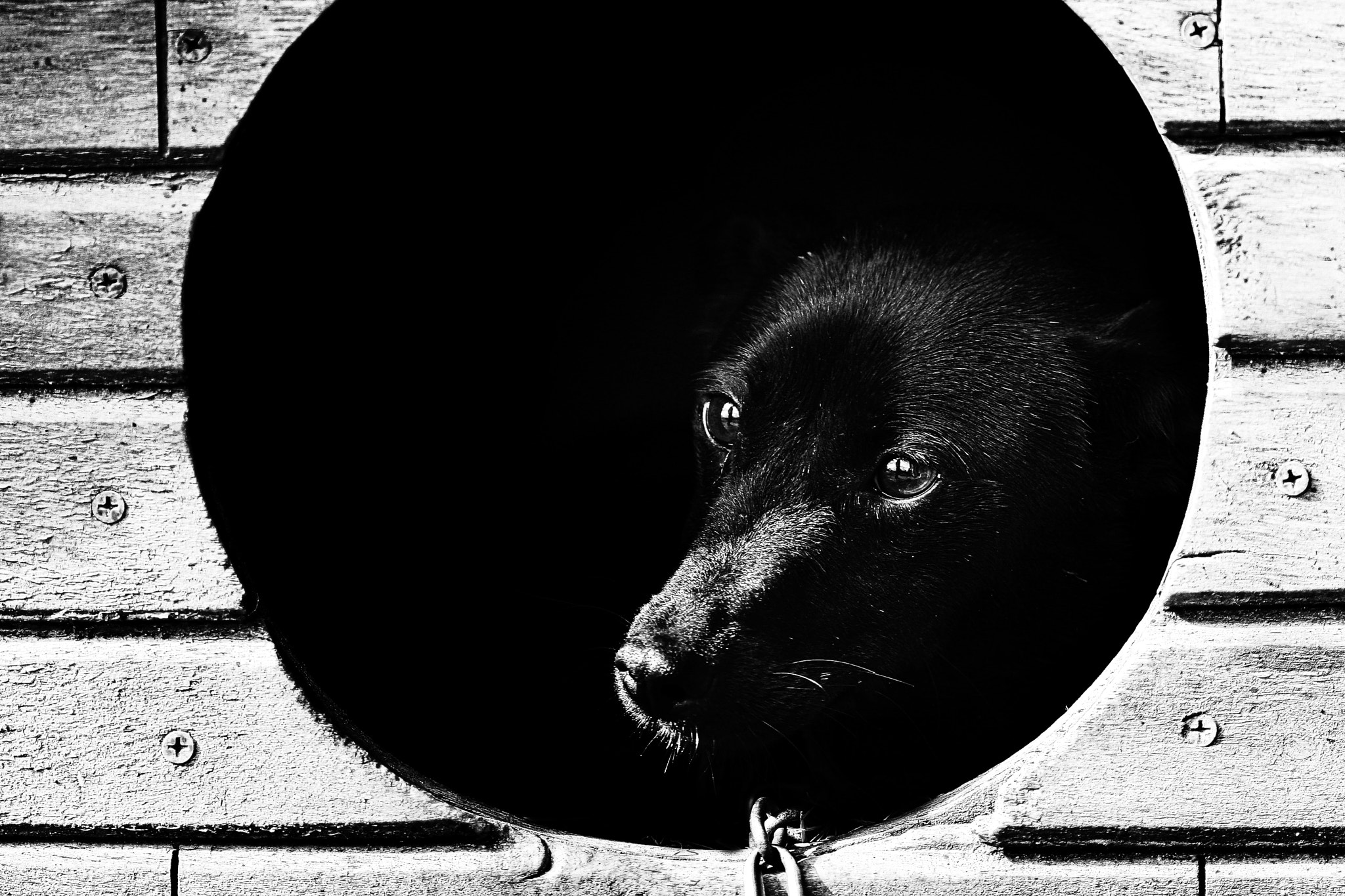 Canon EOS 30D + Canon EF 100mm F2.8 Macro USM sample photo. Dog's life.... photography