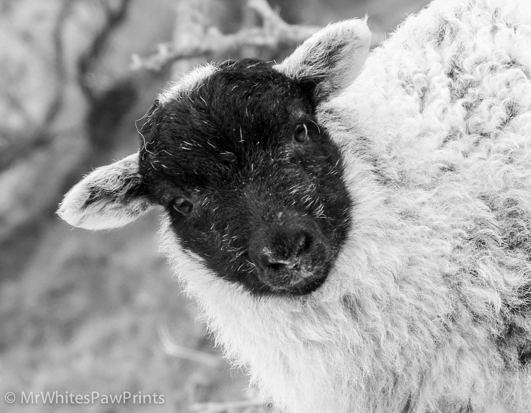 AF-S VR DX 16-80mm f/2.8-4.0E ED sample photo. Curious lamb photography