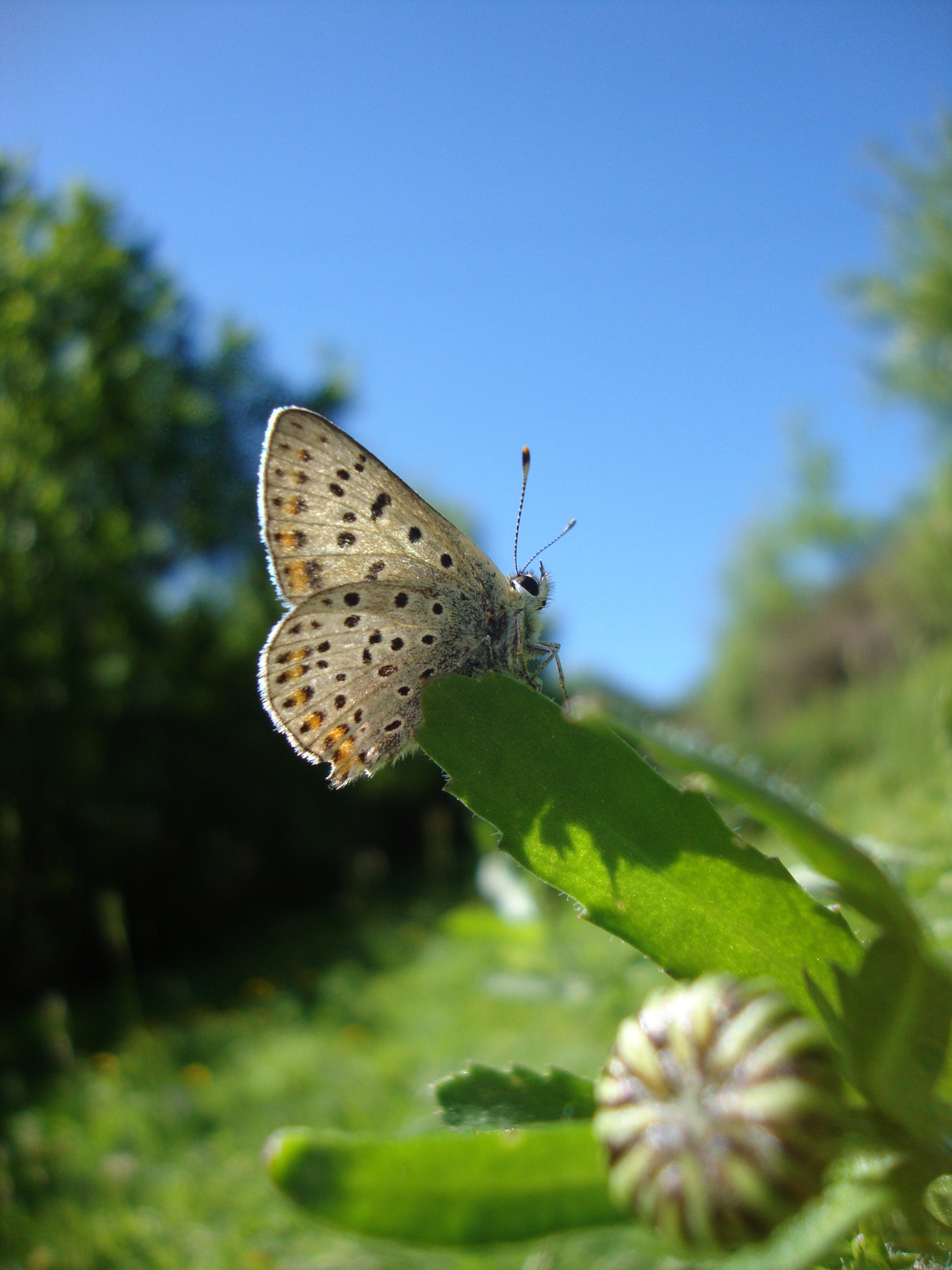 Sony Cyber-shot DSC-W220 sample photo. Papillon azurée photography
