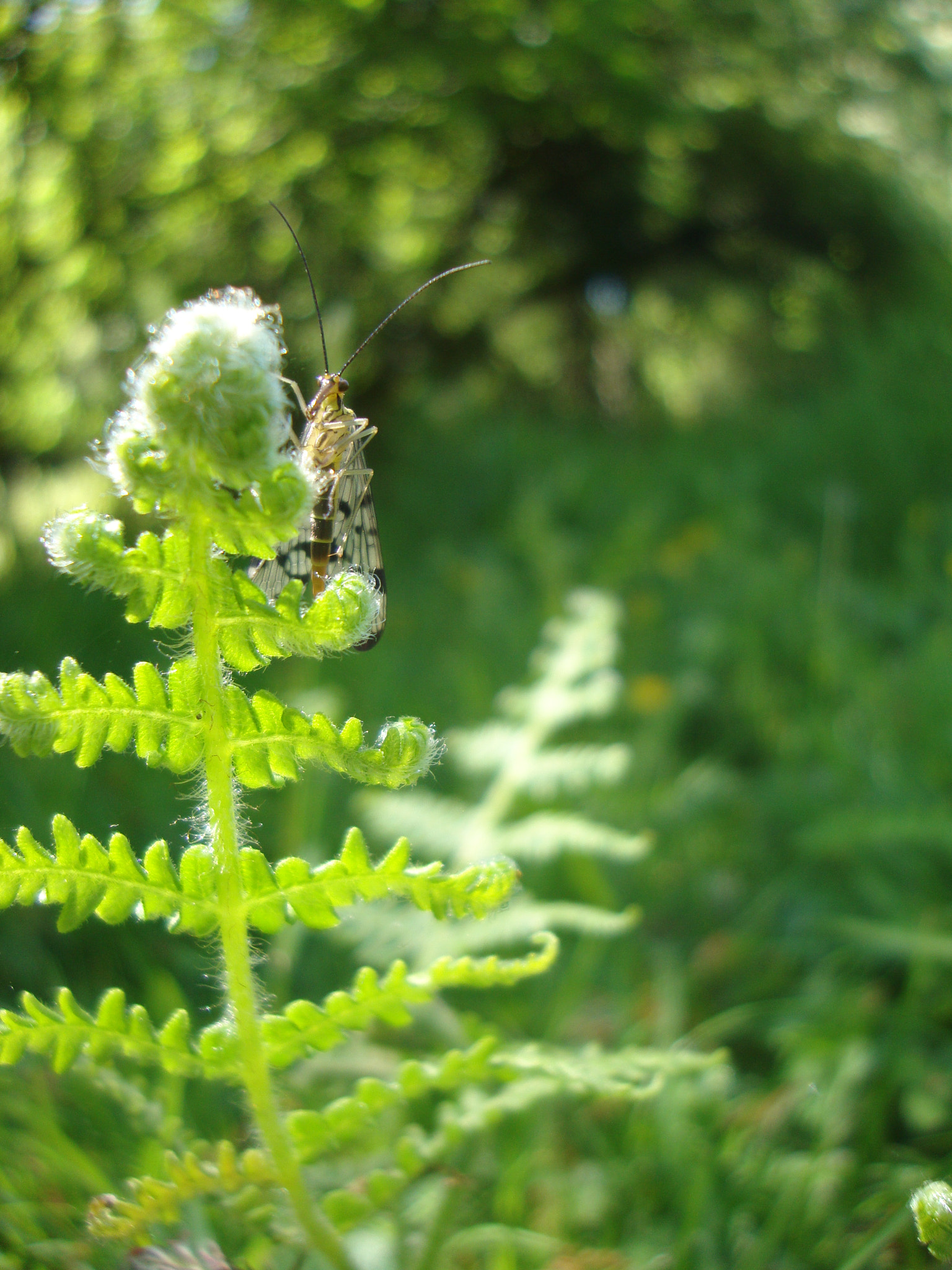 Sony Cyber-shot DSC-W220 sample photo. Mouche scorpion photography
