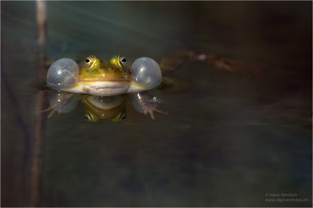 Nikon Nikkor AF-S 300mm F4E PF ED VR sample photo. Edible frog  / pelophylax „esculentus“ photography