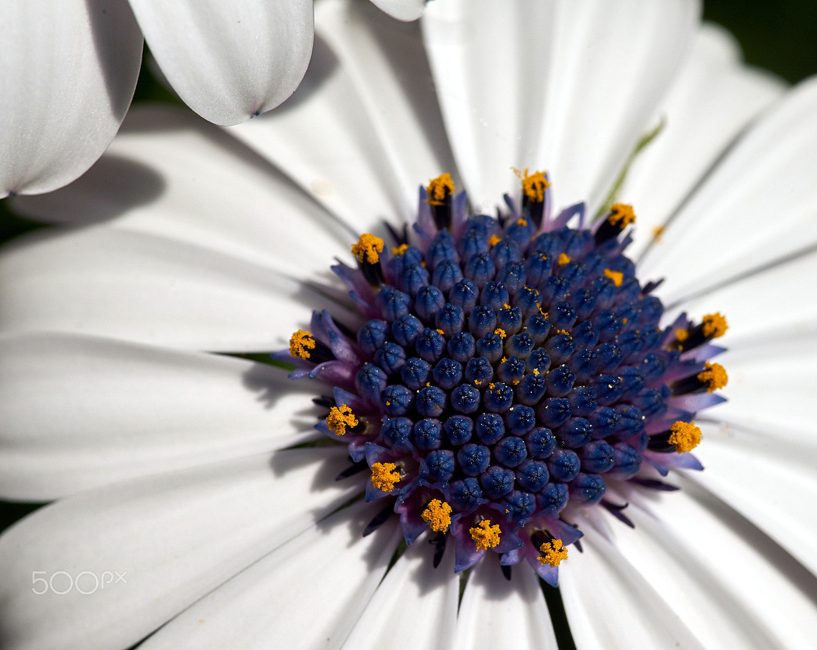 Sony a7 + 105mm F2.8 sample photo. White marguerite photography