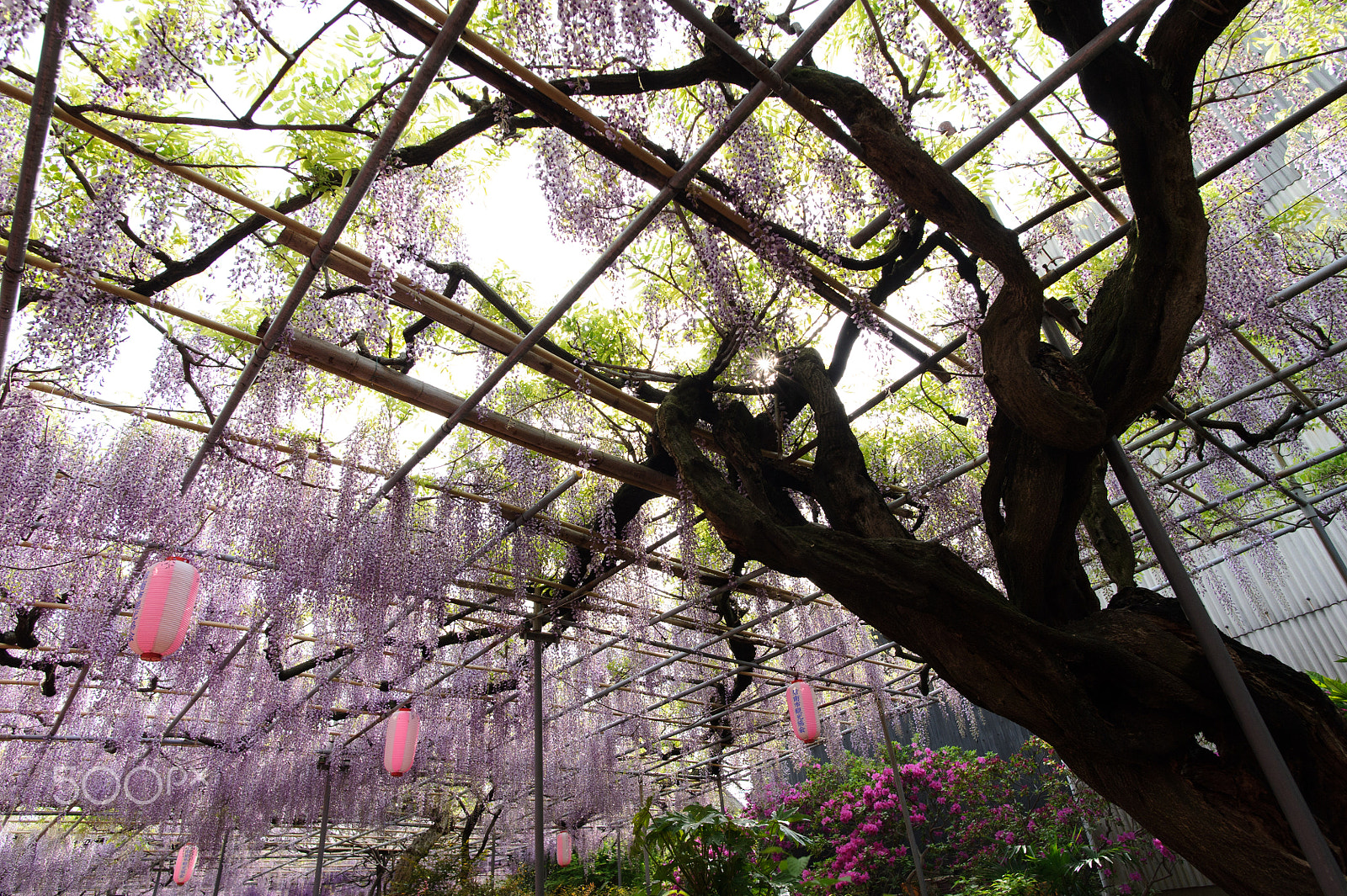 Nikon D3S + Nikon AF-S Nikkor 20mm F1.8G ED sample photo. Wisteria trellis photography