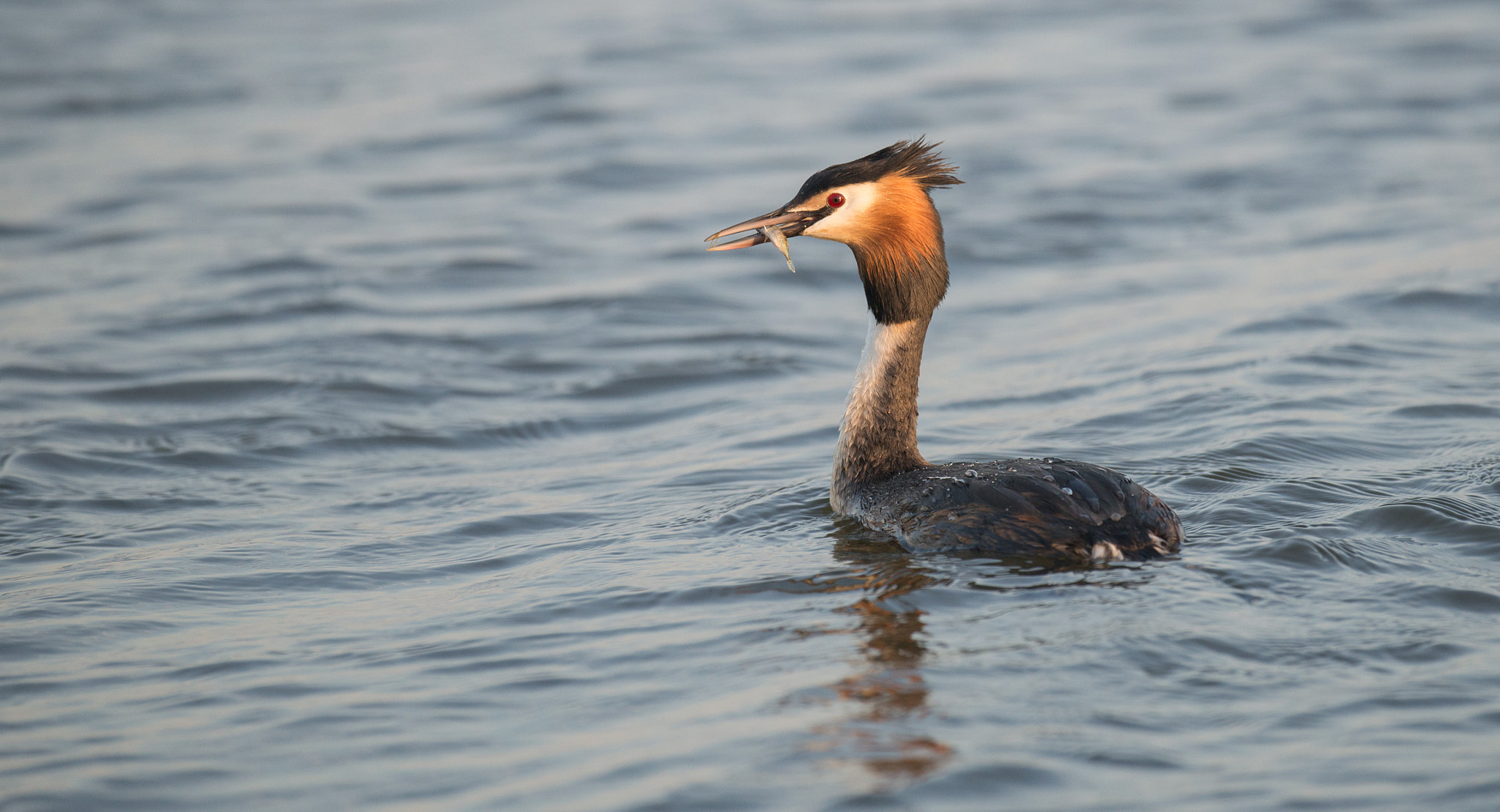 Nikon D800 + Nikon AF-S Nikkor 500mm F4G ED VR sample photo. Fishtogo photography