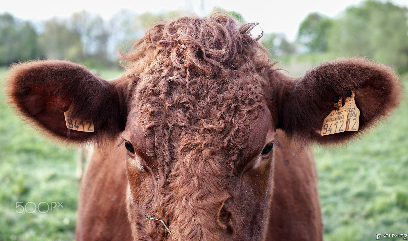 Canon EF 28-90mm f/4-5.6 sample photo. Have you seen my hairbrush ? photography
