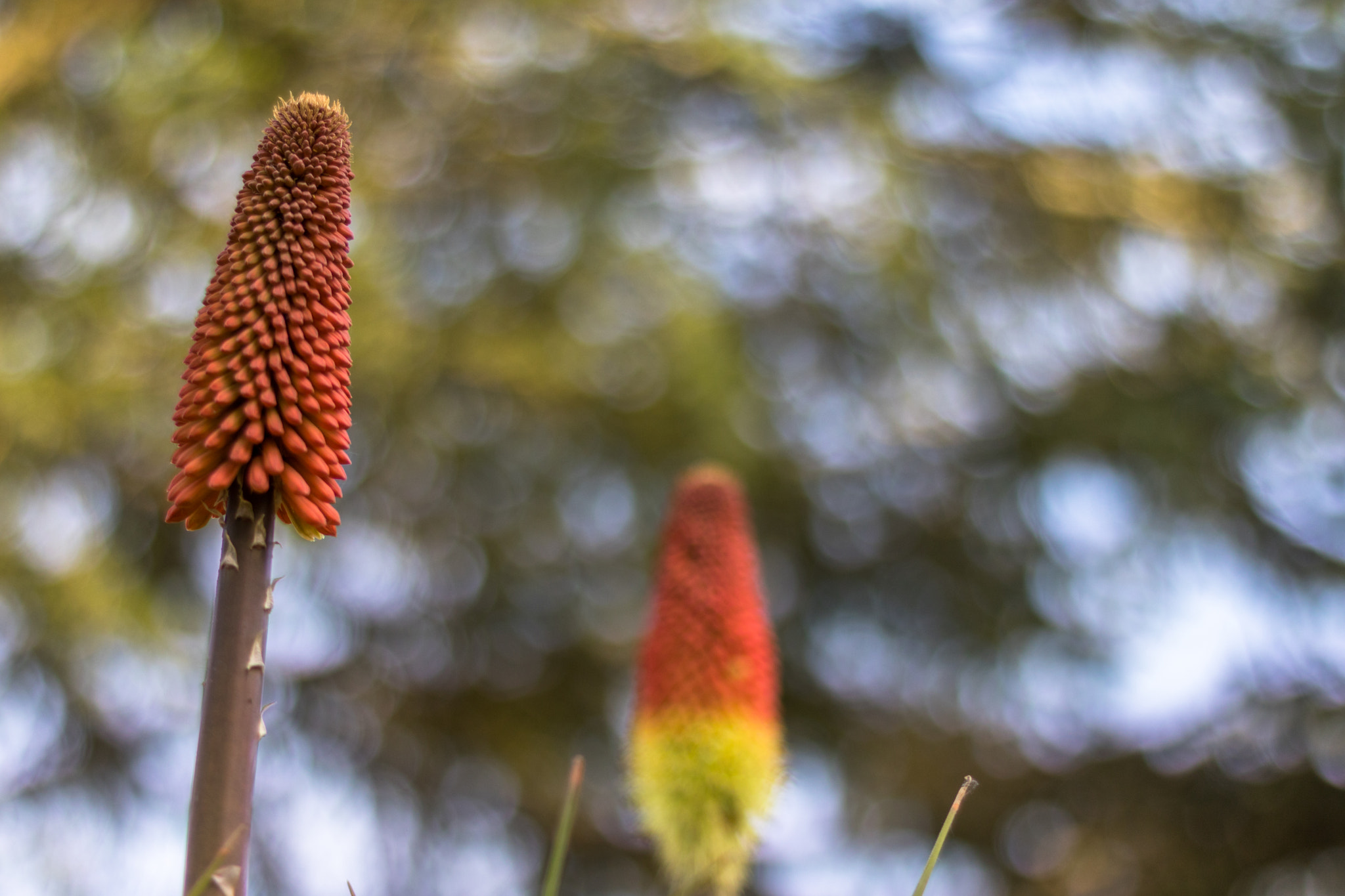 Canon EOS 760D (EOS Rebel T6s / EOS 8000D) + Canon EF 50mm F1.8 II sample photo. Morning flower photography