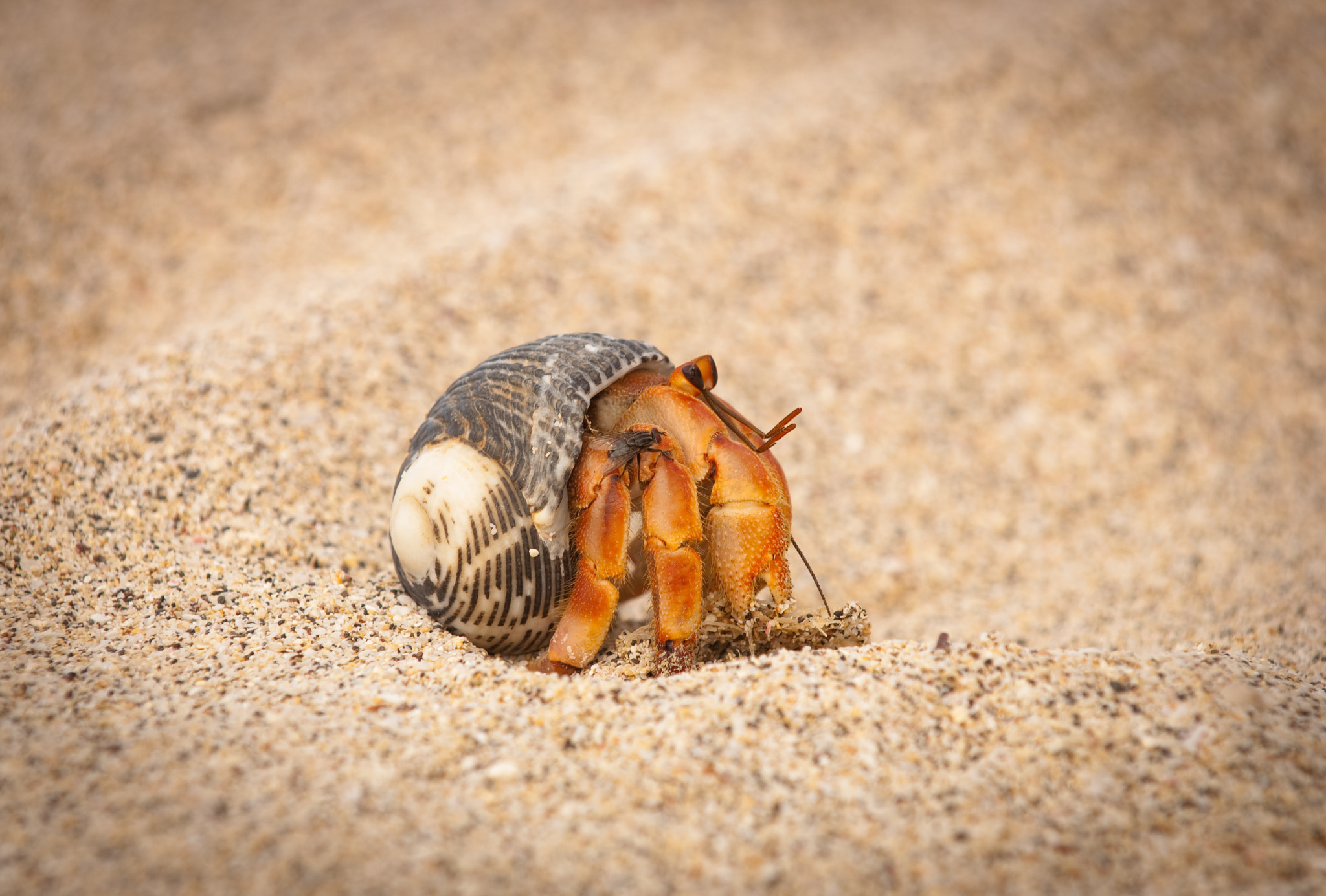 Nikon D2X sample photo. Galapagos hermit crab photography
