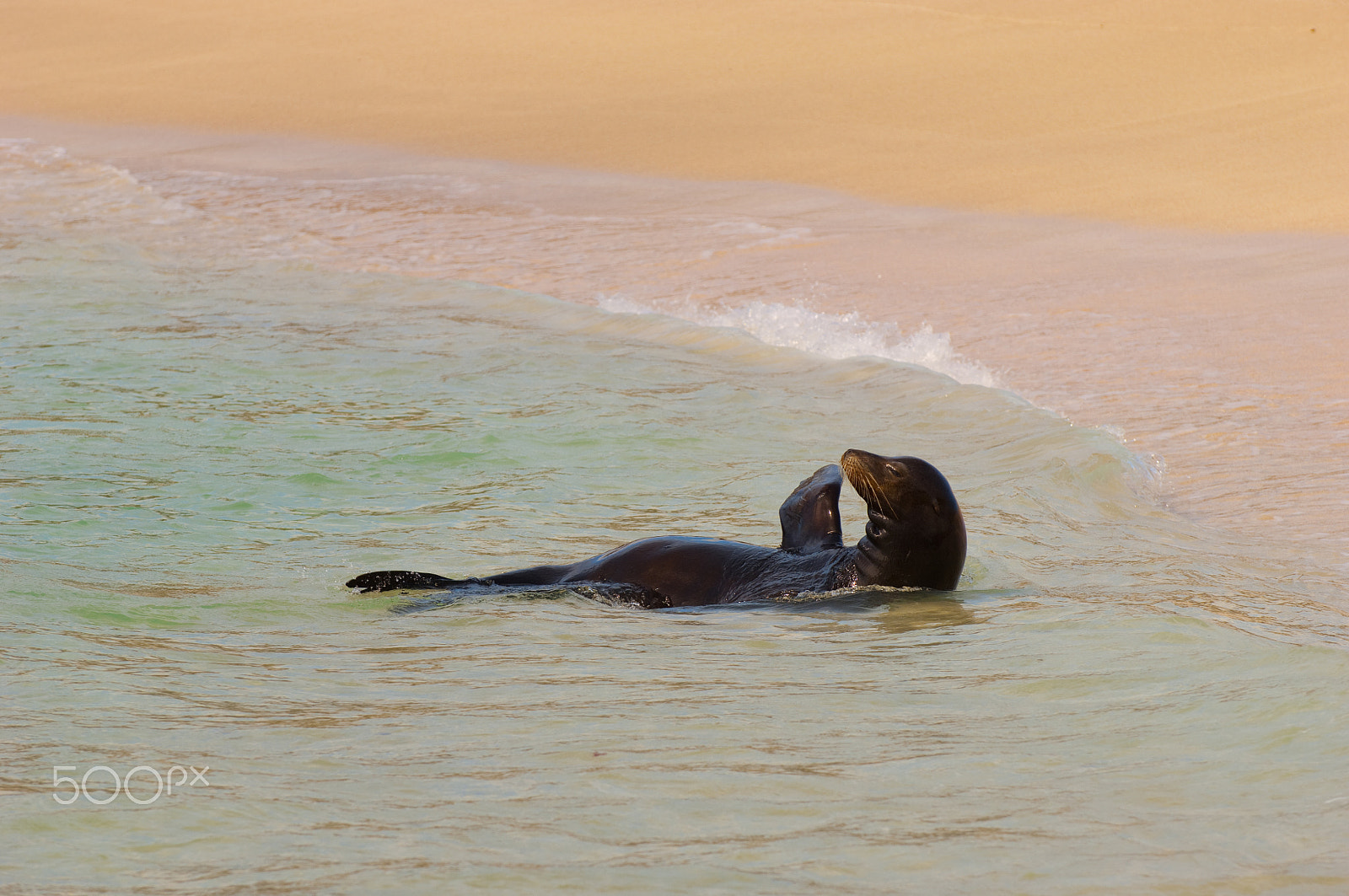 Nikon D2X sample photo. Relax in the water photography