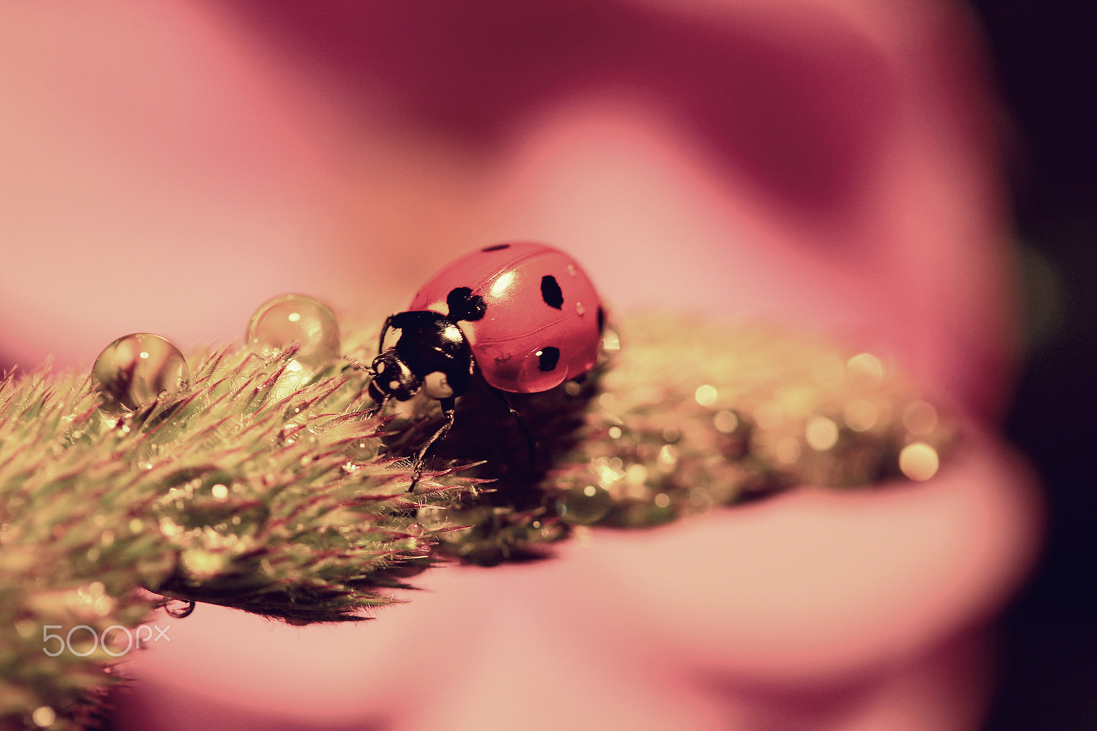 Canon EF-S 60mm F2.8 Macro USM sample photo. The woman behind photography