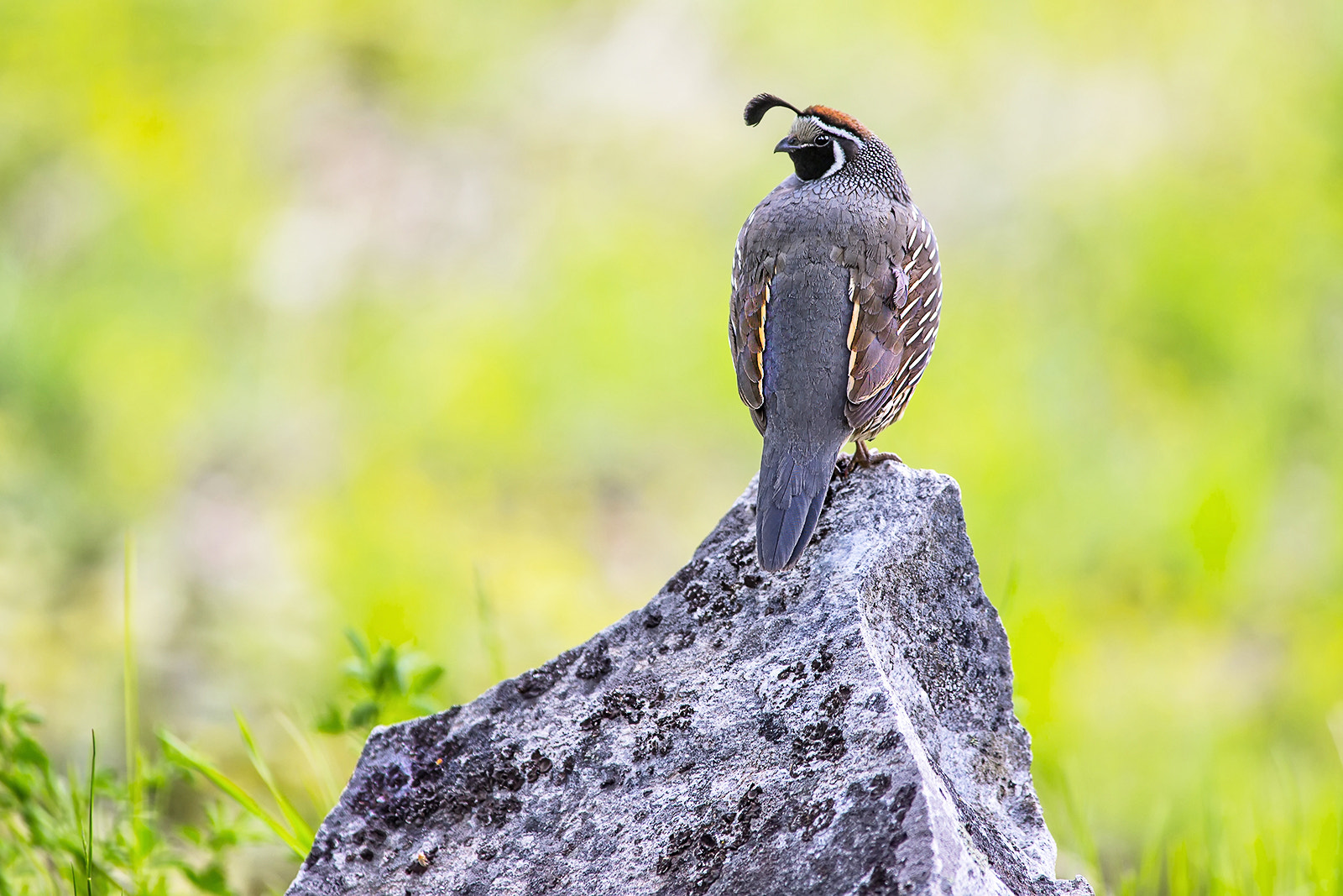Canon EF 300mm f/2.8L + 1.4x sample photo. Lookout point photography