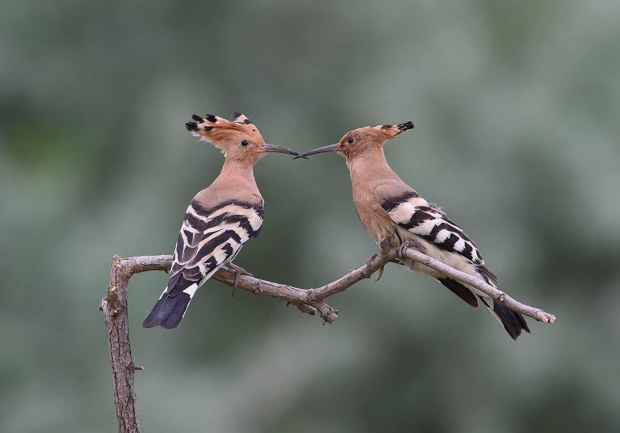 Nikon D4S + Nikon AF-S Nikkor 300mm F2.8G ED-IF VR sample photo. Hoopoes photography