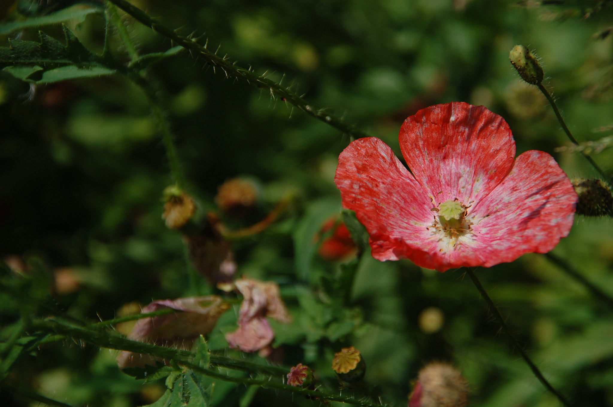 Nikon D40 + Sigma 18-200mm F3.5-6.3 DC sample photo. Flower in the garden photography
