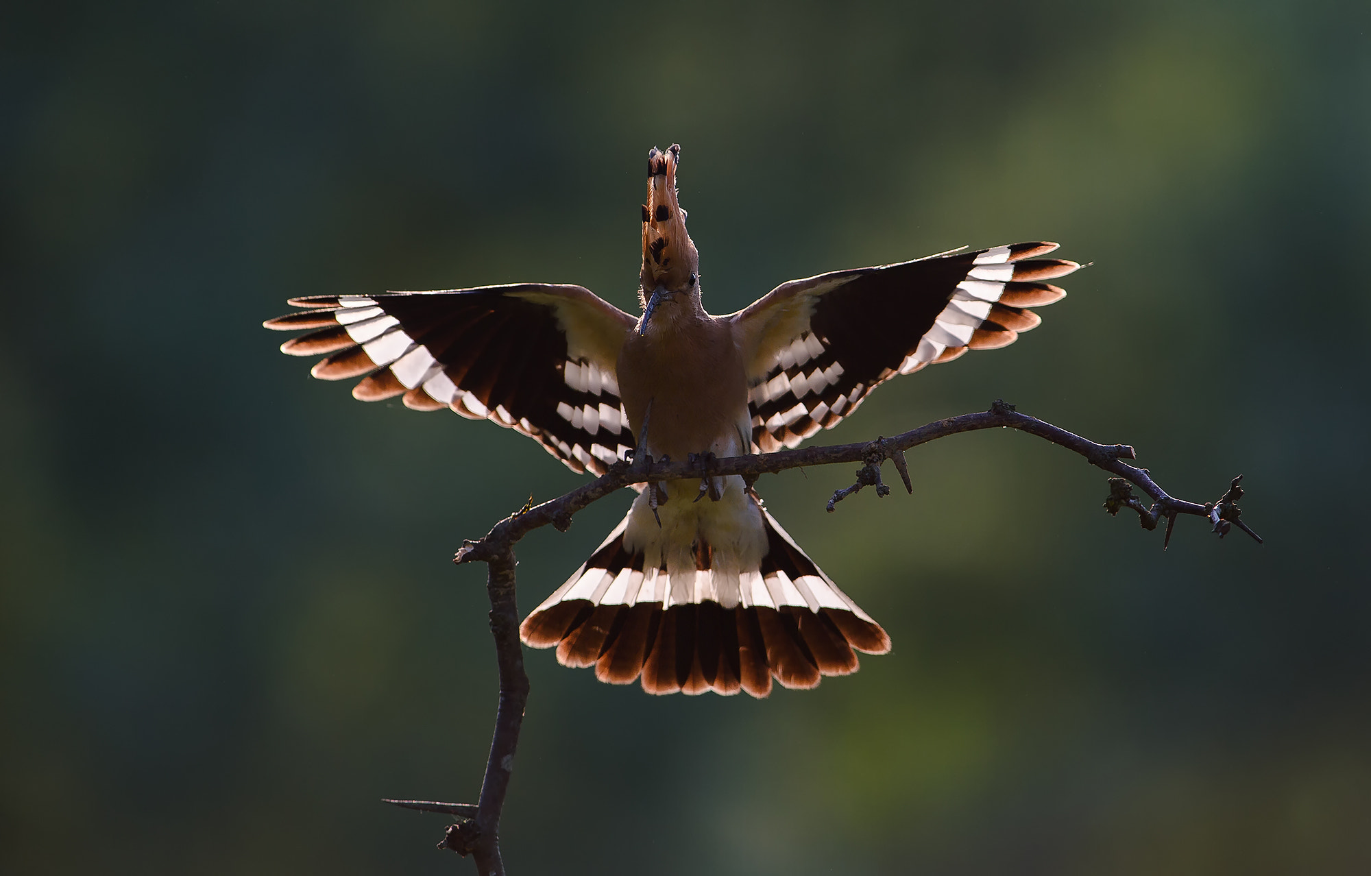 Nikon AF-S Nikkor 300mm F2.8G ED-IF VR sample photo. Hoopoe photography