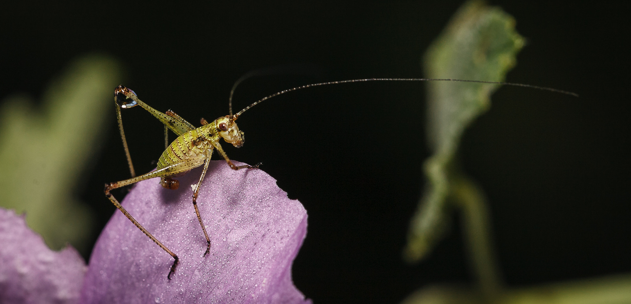 Canon EOS 5D + Canon EF 100mm F2.8L Macro IS USM sample photo. Cricket long legs photography