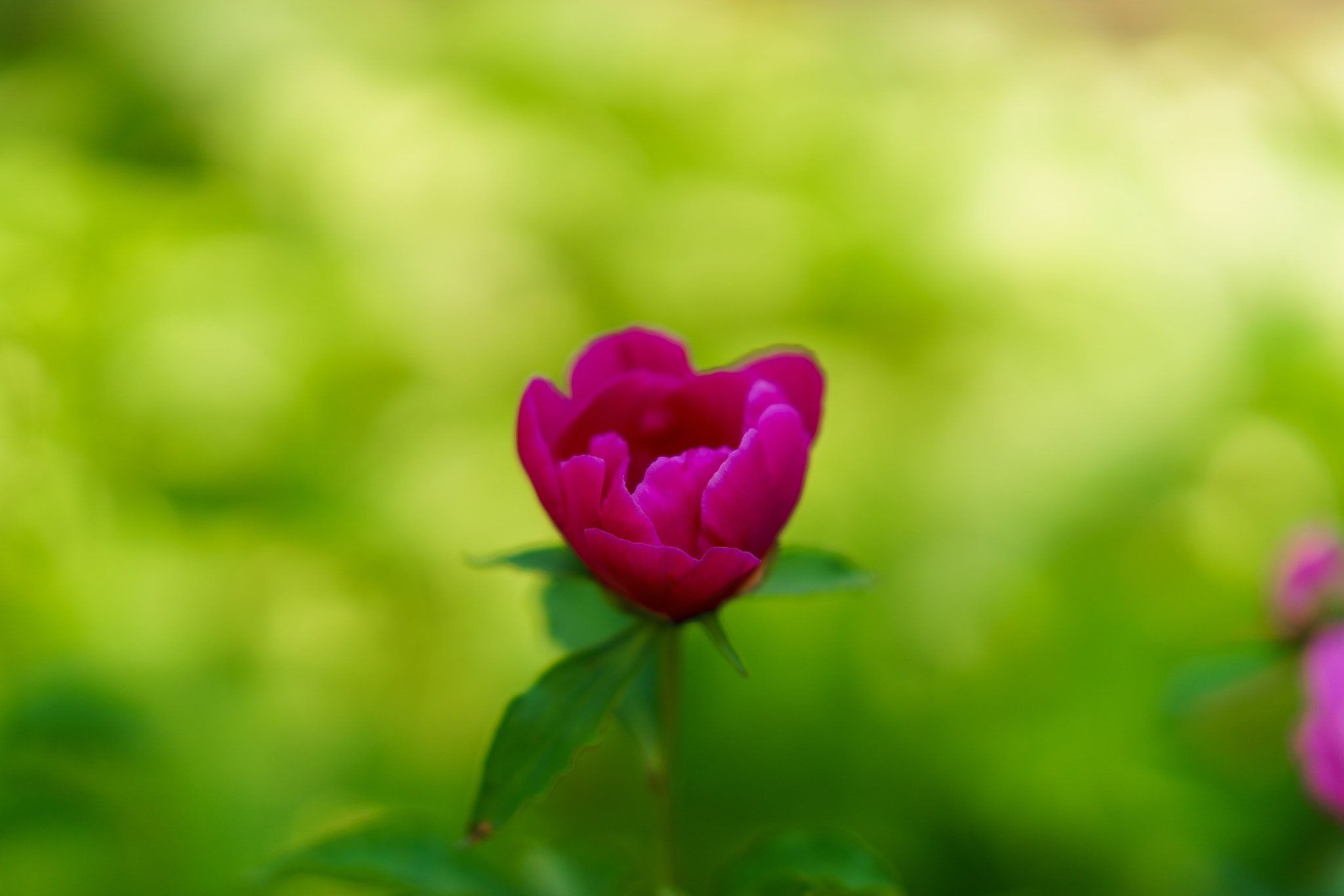 Sony a7 + Sony FE 85mm F1.4 GM sample photo
