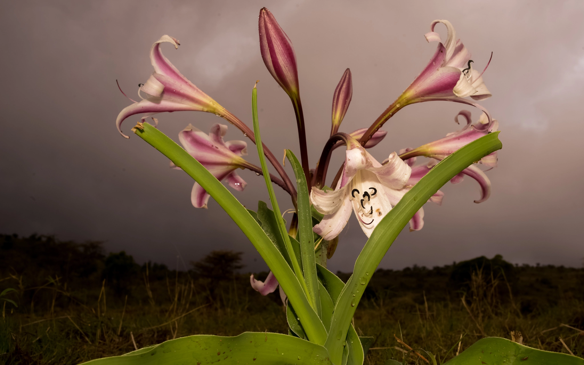 Nikon D800E + AF Nikkor 28mm f/2.8 sample photo. Pajama lily photography