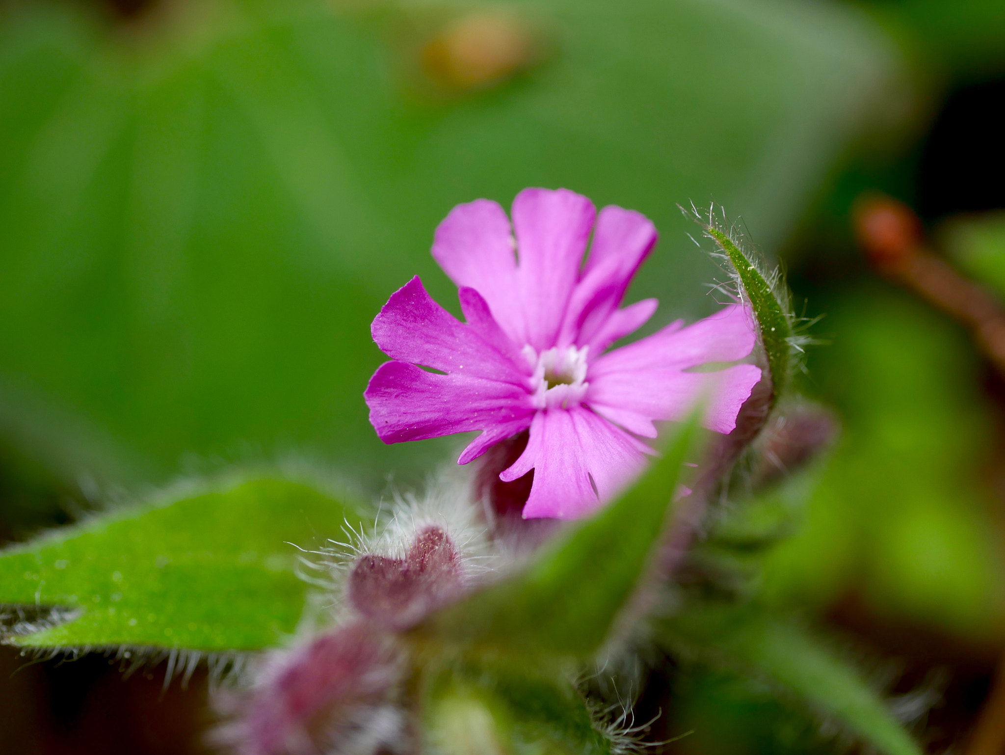 Panasonic DMC-G70 + Panasonic Lumix G Macro 30mm F2.8 ASPH Mega OIS sample photo. Fleur des bois photography