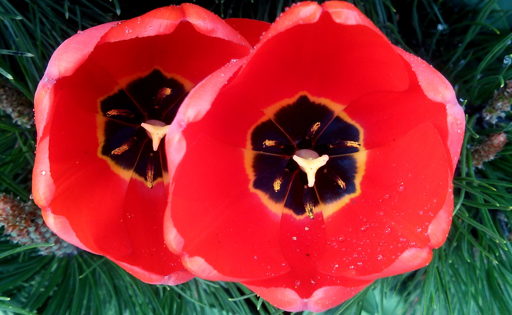 LG L90 sample photo. Tulips photography