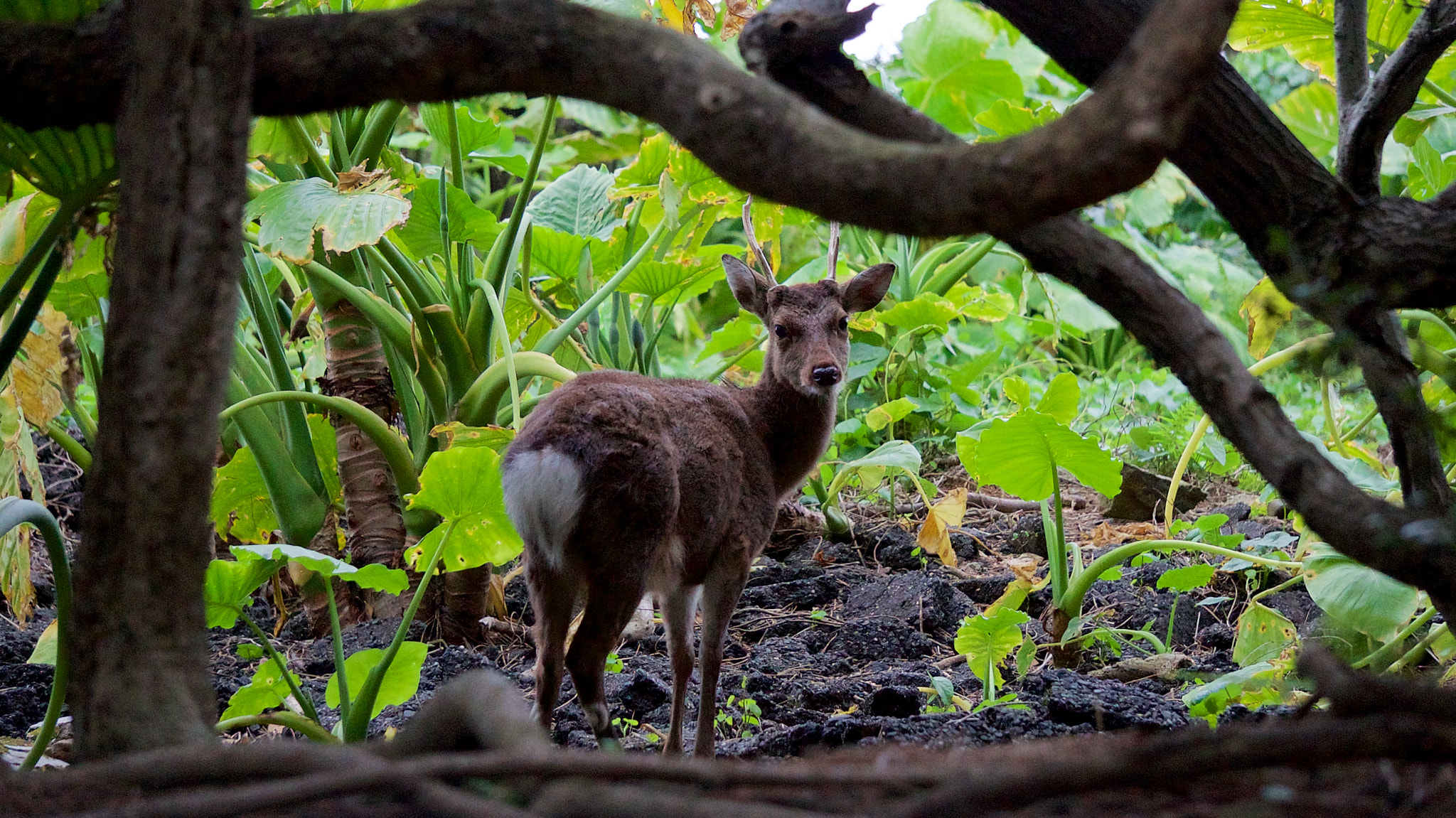 Sony a7S + Sony E 55-210mm F4.5-6.3 OSS sample photo. A deer in yakushima photography