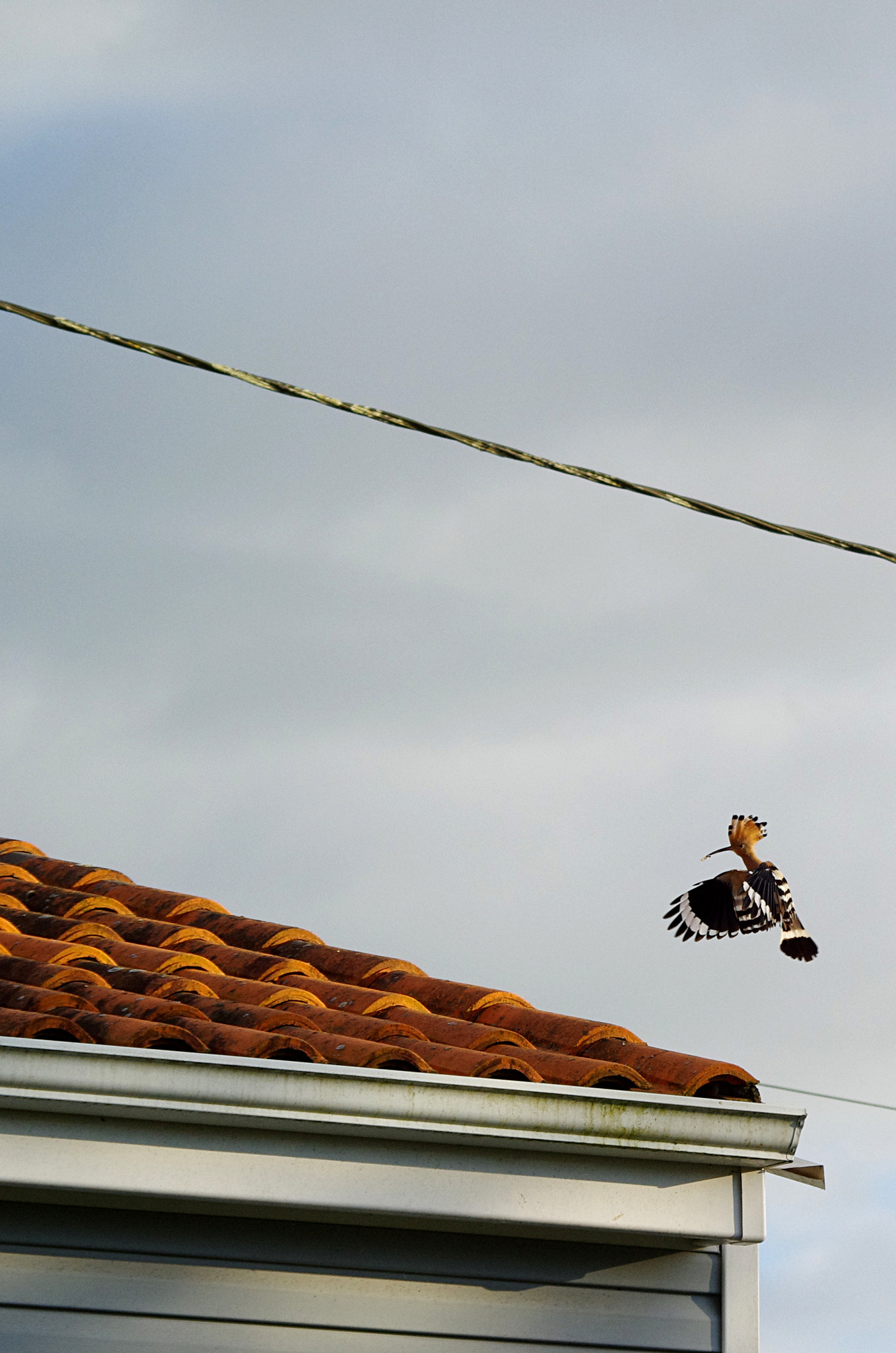 smc PENTAX-FA 100-300mm F4.7-5.8 sample photo. Huppe fasciée photography