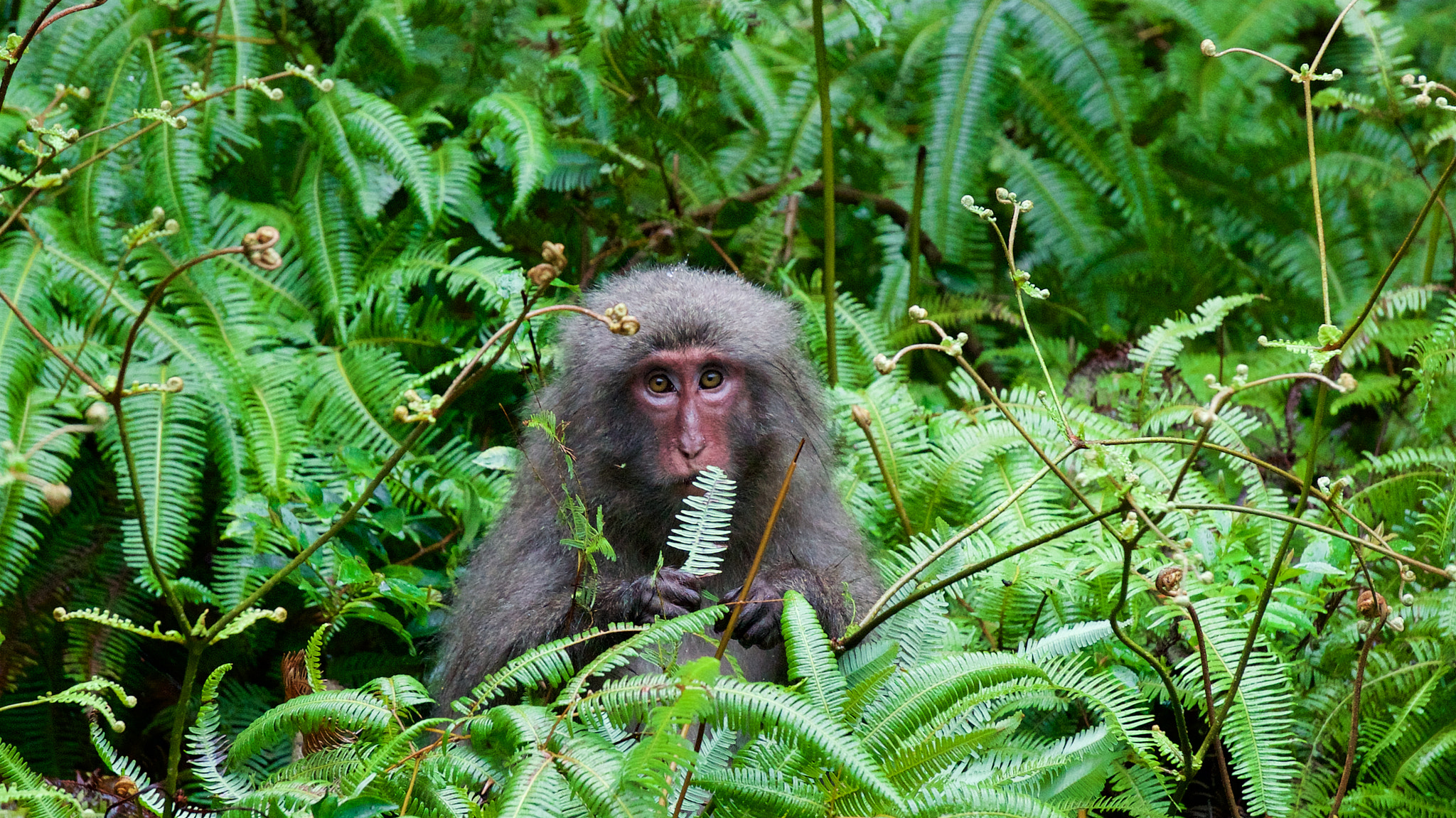 Sony a7S sample photo. A monkey in a forest of yakushima photography
